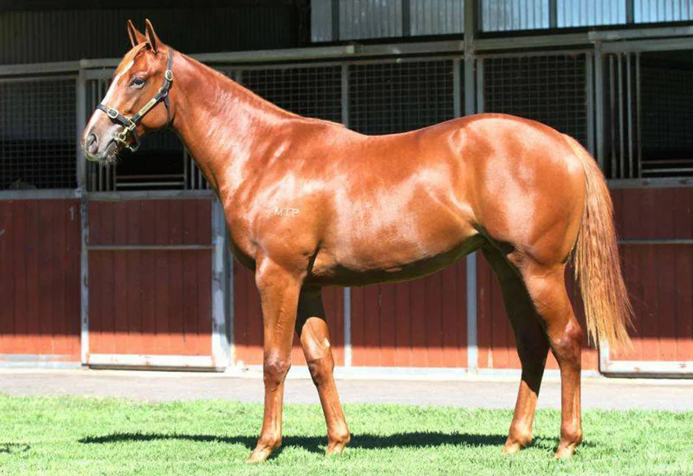 Lot 237 Frankel – Chocolicous by Kahal, sold for $610,000 / Inglis (p)
