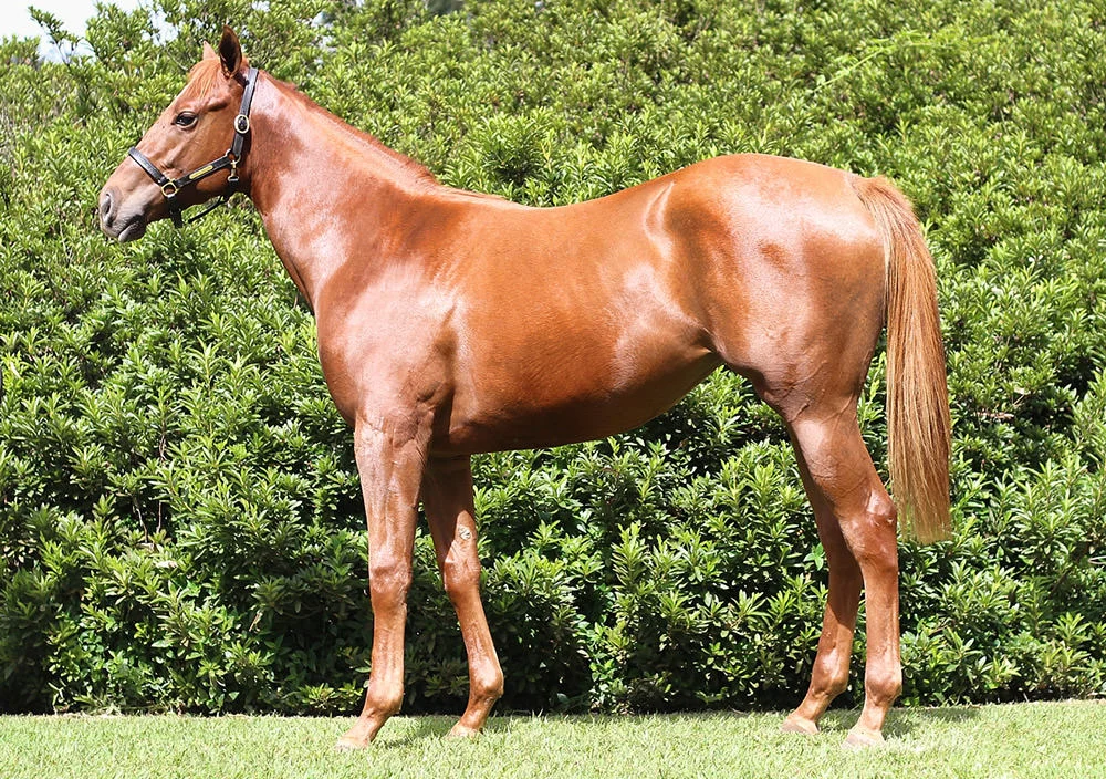 Lot 81 consigned at the upcoming National Yearling Sale by Backworth Stud, a three parts sister to Gr1 Allan Robertson winner Chocolicious and a half-sister to Gr2 winner, Colour Of Courage / Candiese Marnewick (p)