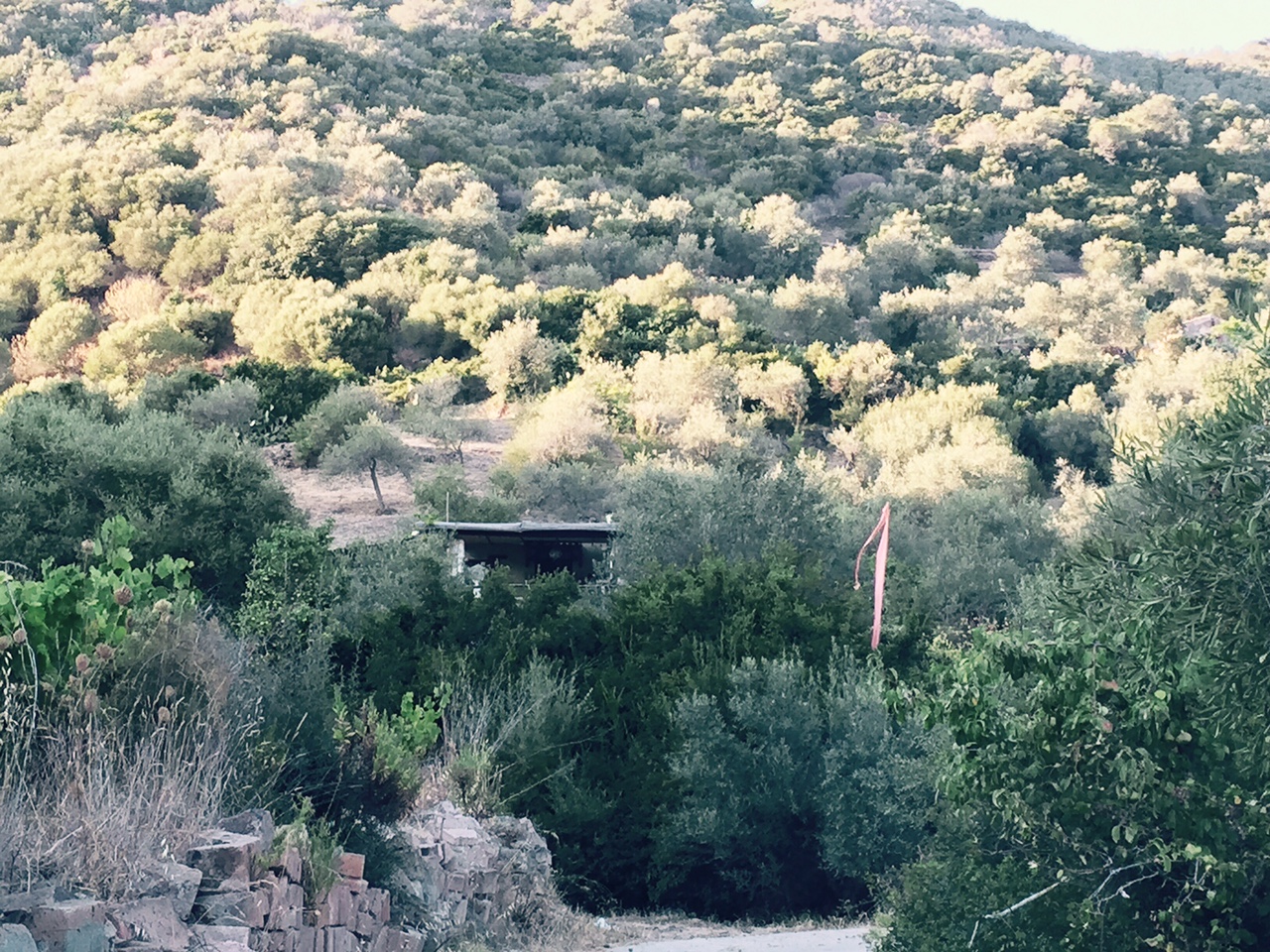 cottage tucked into the trees and hills