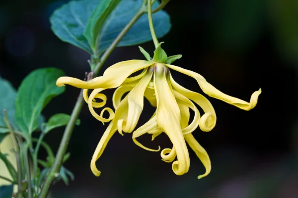 the-legend-of-ylang-ylang.jpg