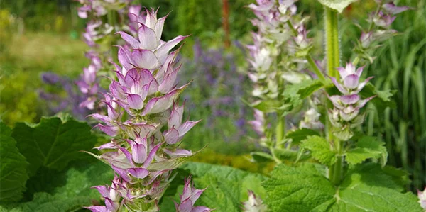 clary-sage.jpg