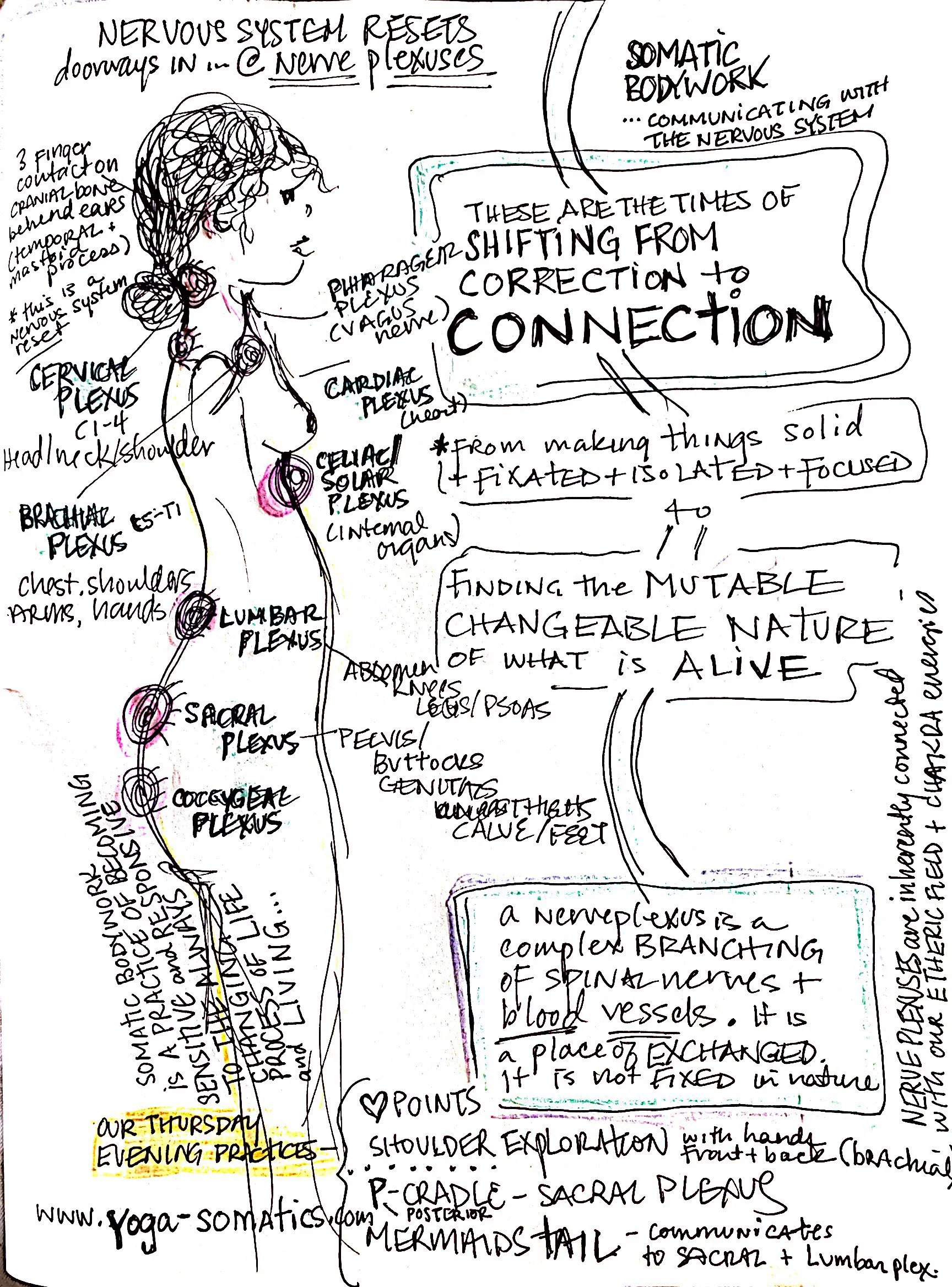 Somatic Bodywork Nerve Plexus_1.jpg