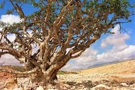 Frankincense.jpeg