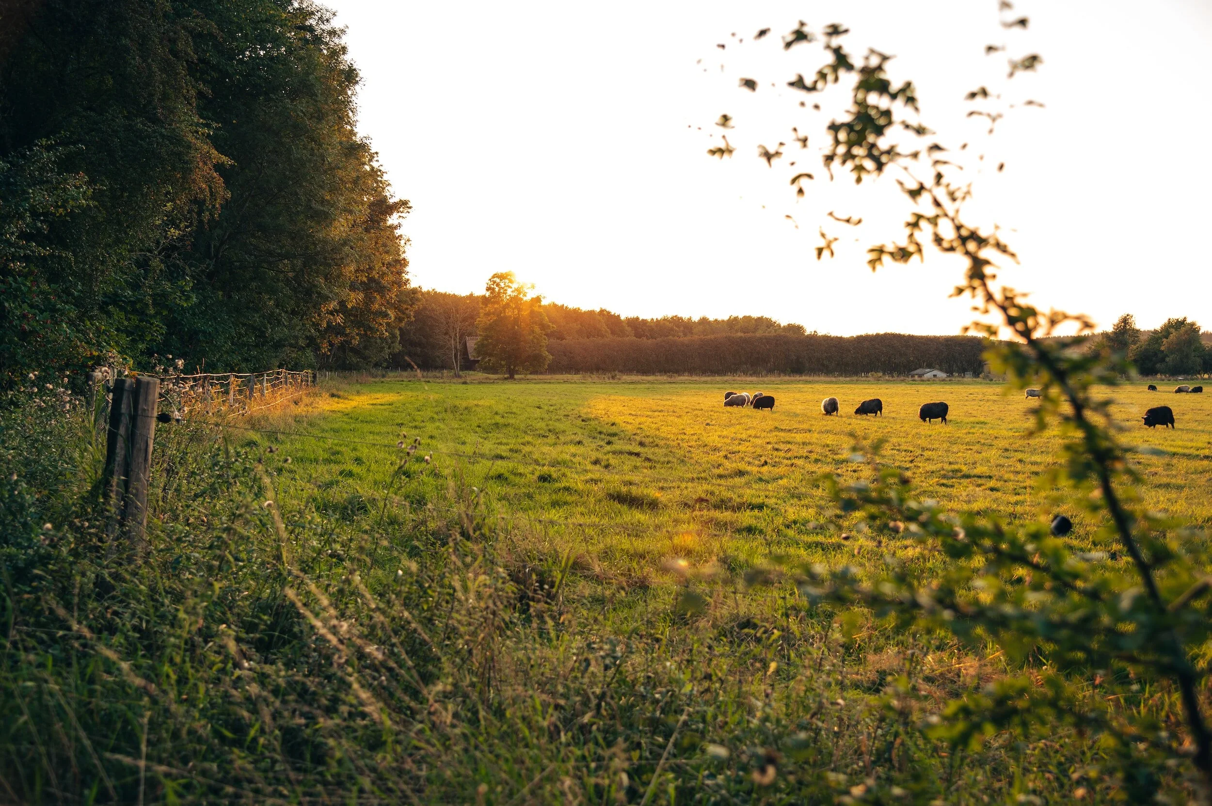 yogaSOMATICS Teacher Training - Module 1
