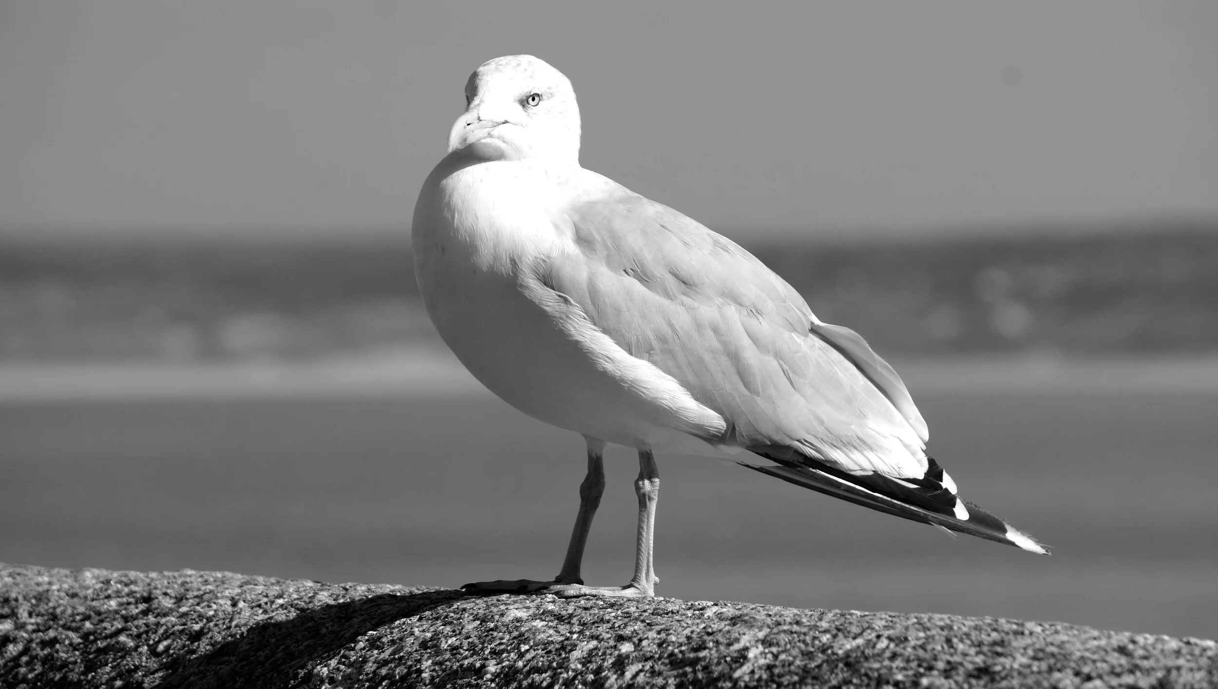 Local Resident