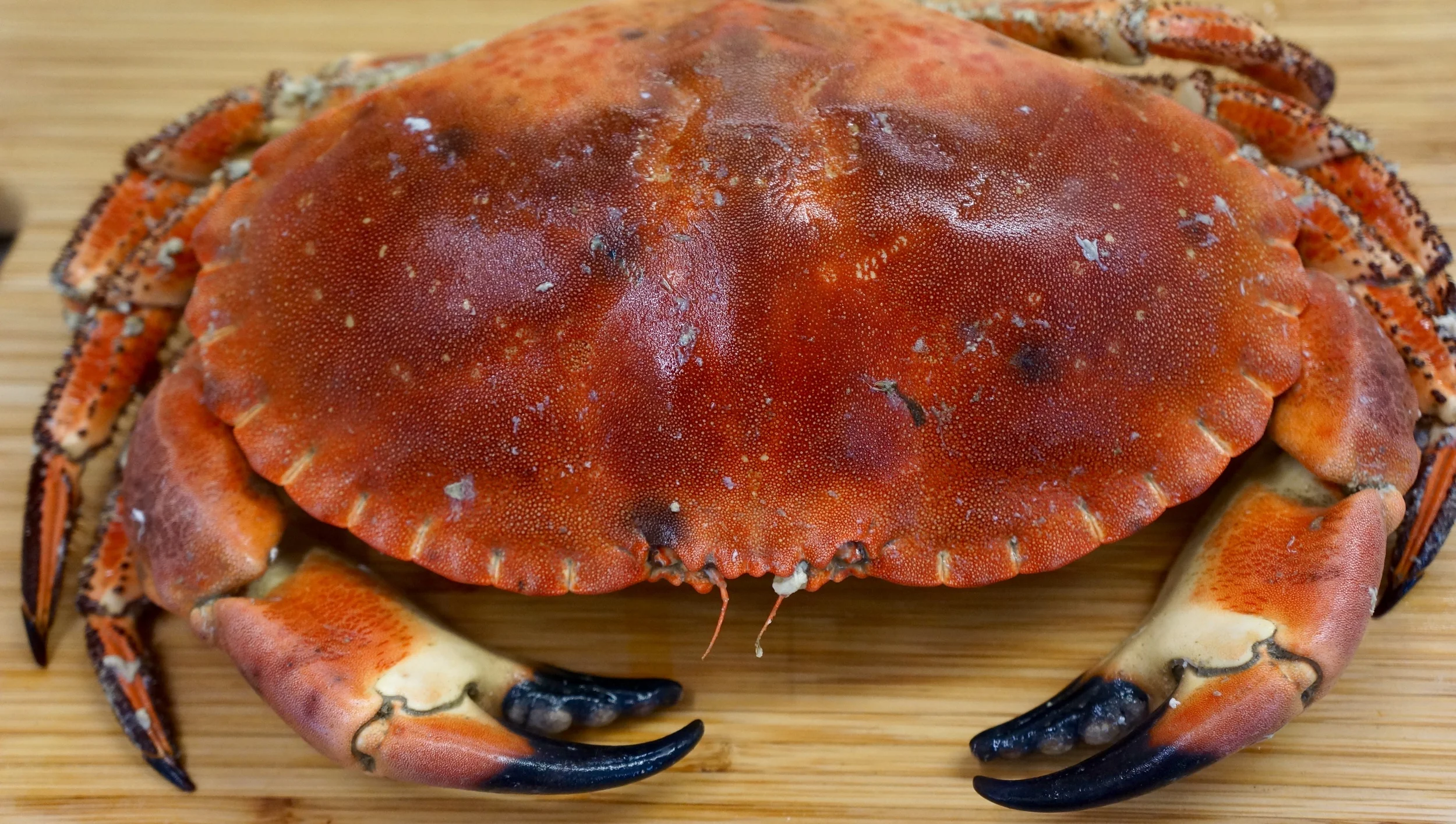 Whole fresh Fowey Crab