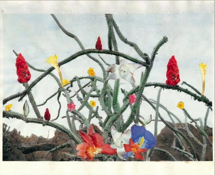 Kaktus_flowers.jpg