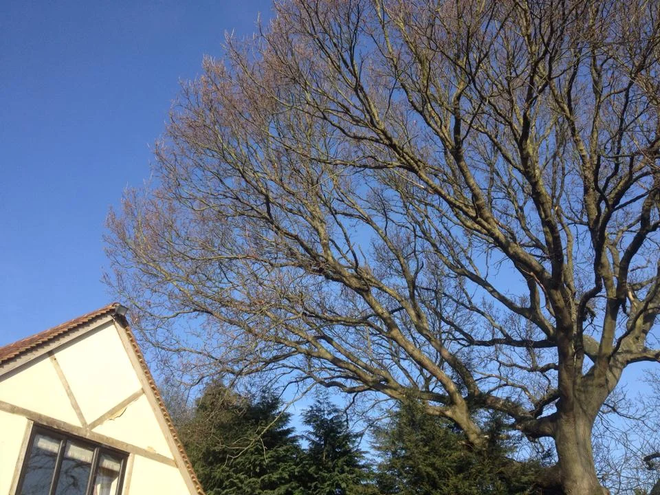 Large oak tree in Surrey requiring reduction