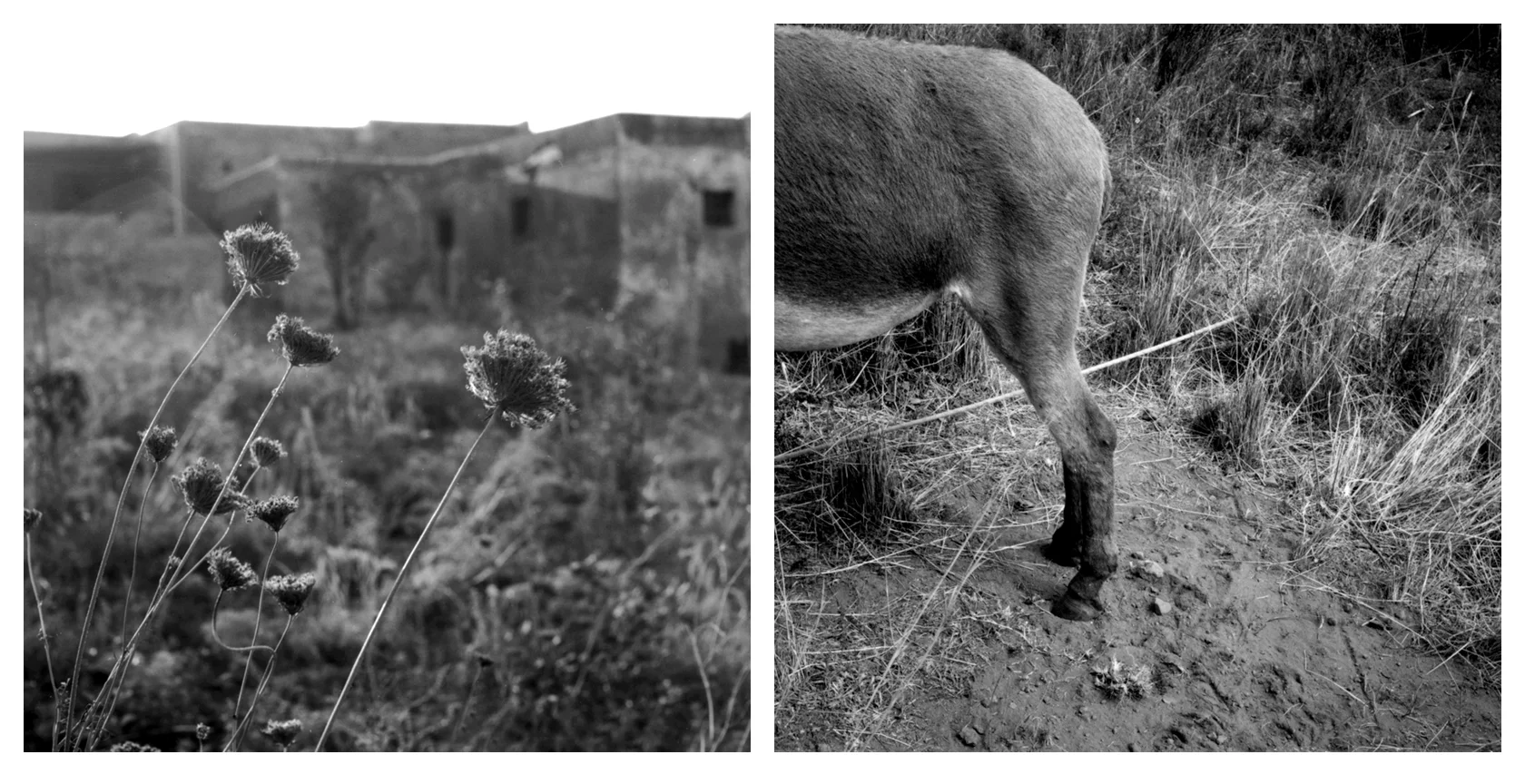 Sicily_spread_13torescan.jpg
