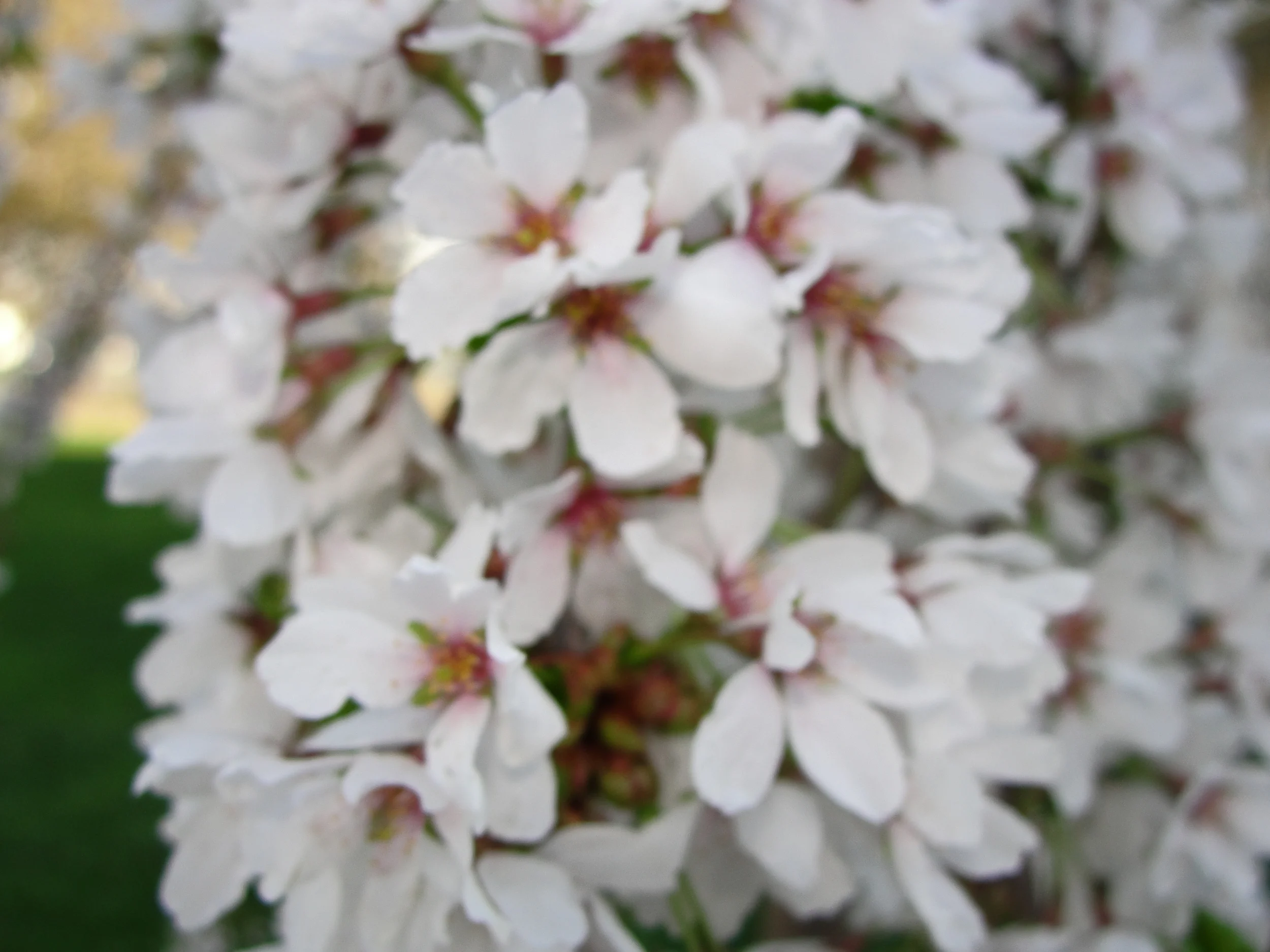 No good thing will He withhold