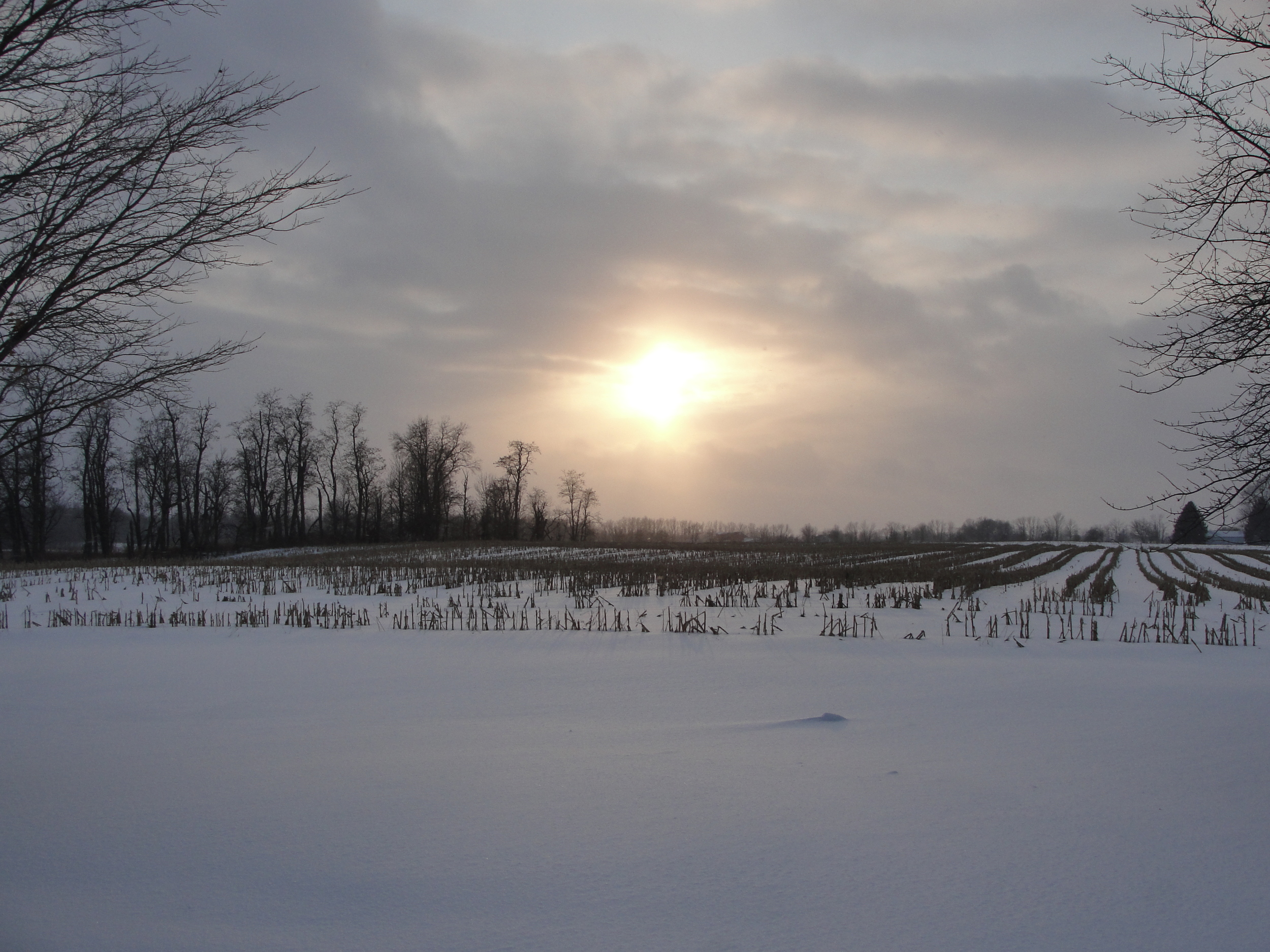 Victorious in spite of difficulties 