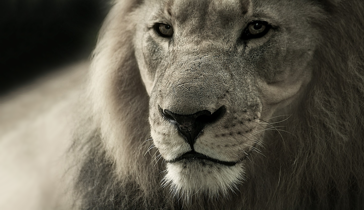 Defender_Lion.png