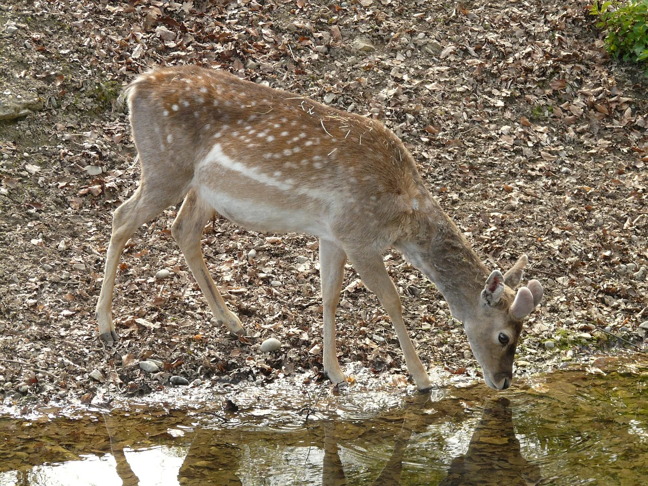 Hungry and thirsty