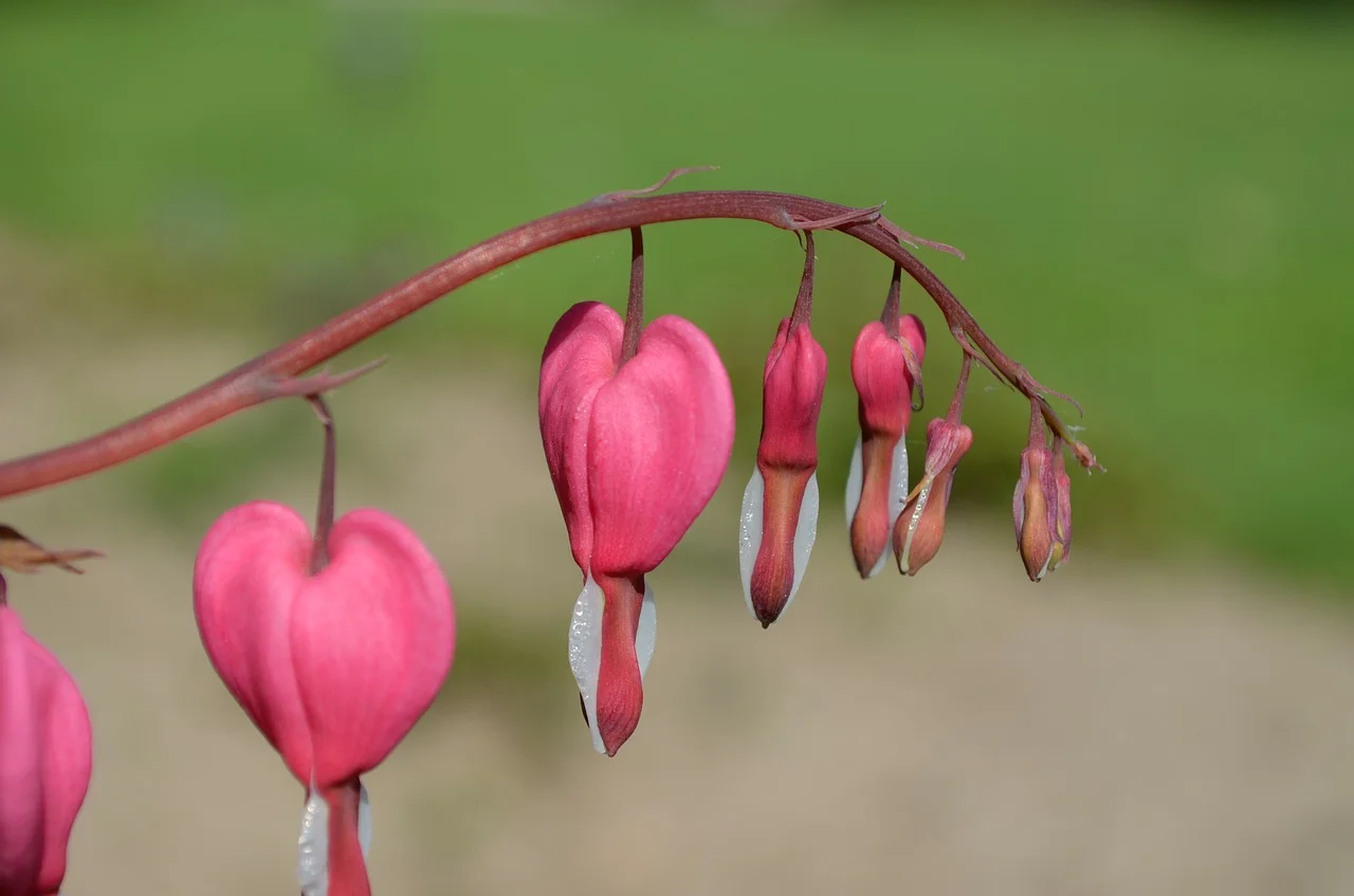 Pure heart