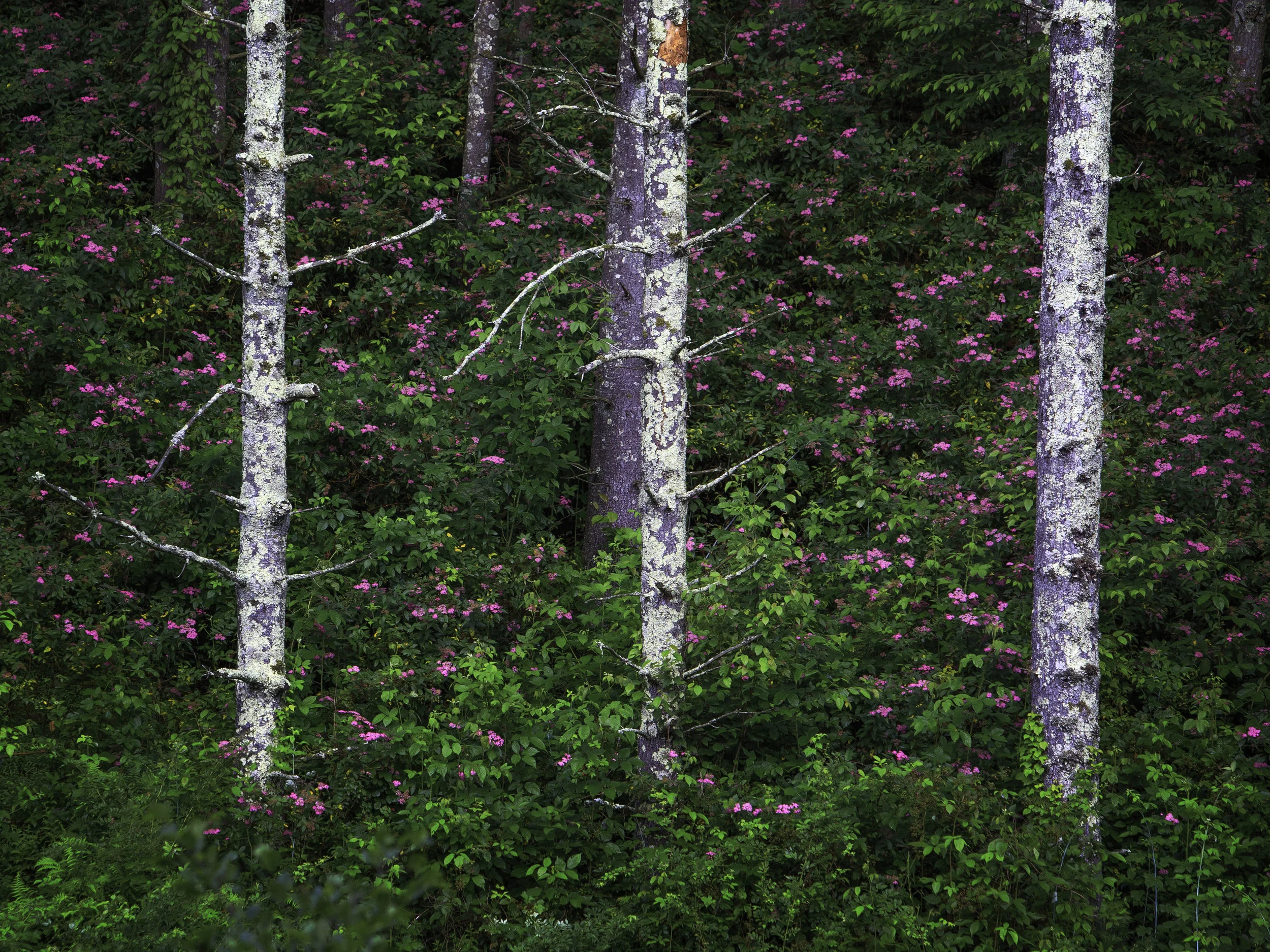 Blue Ridge Parkway, Forest of Flowers