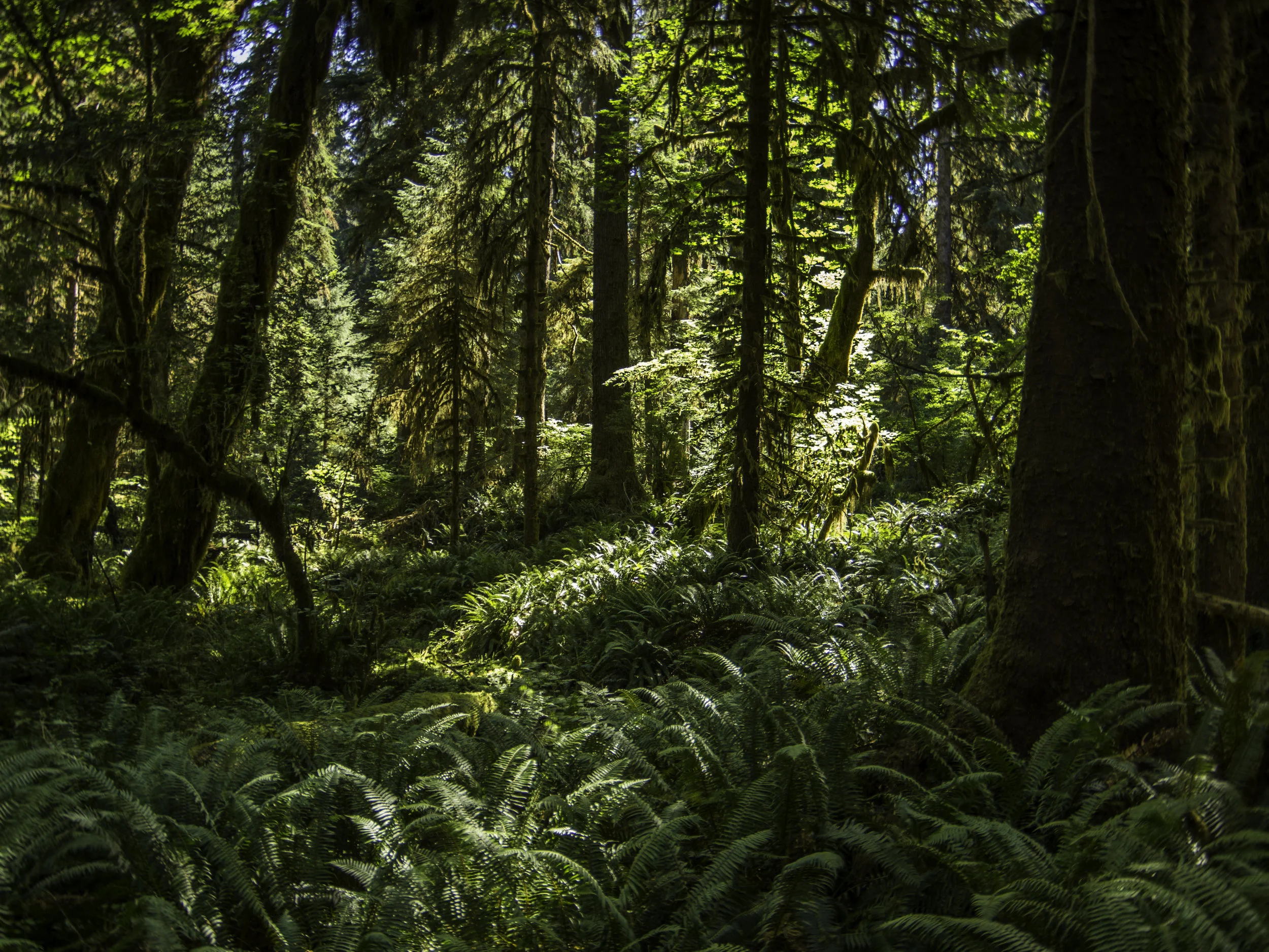 How Rainforest, Washington