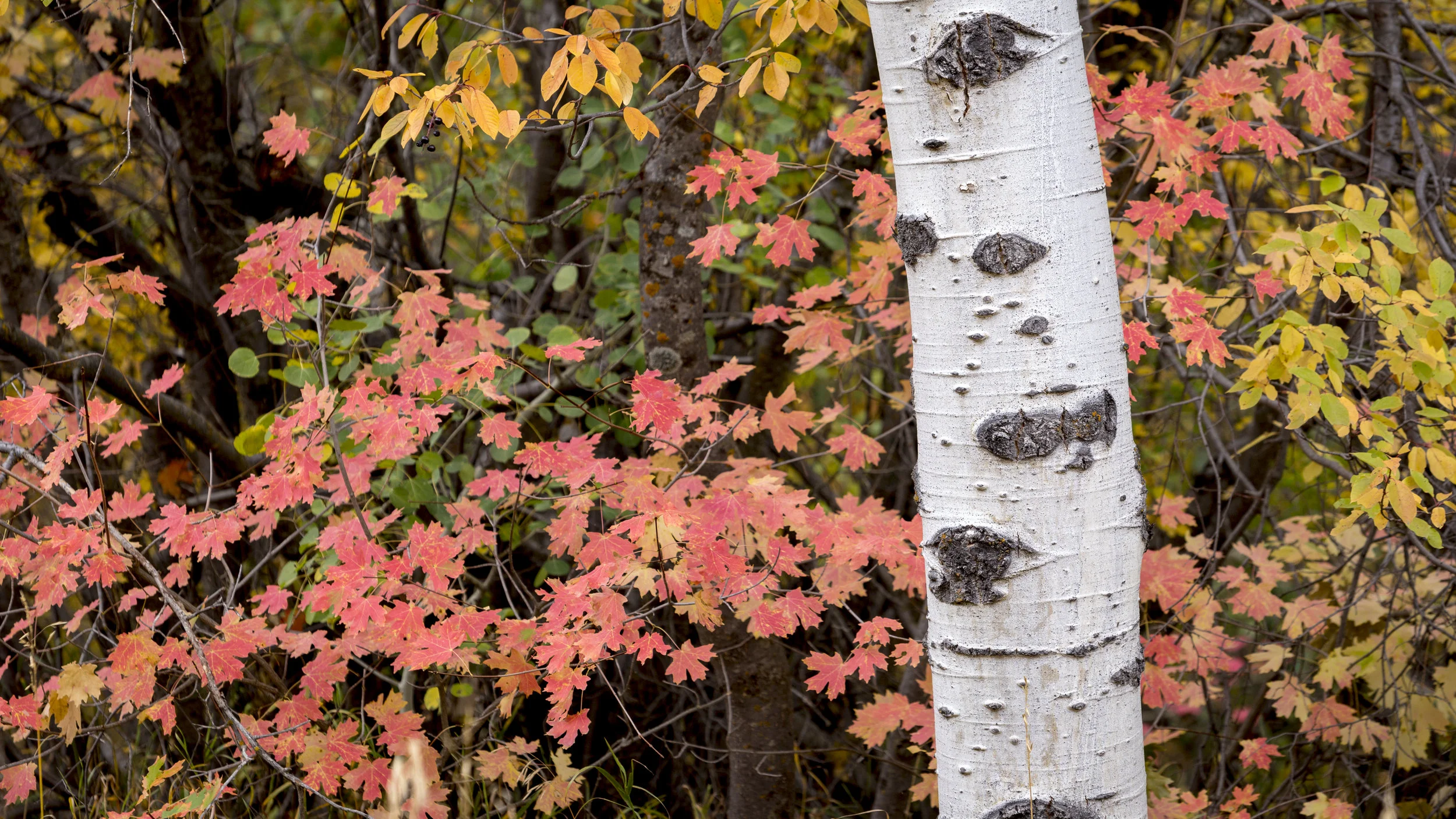 Aspen and Maple © Andrew Lockwood 2018