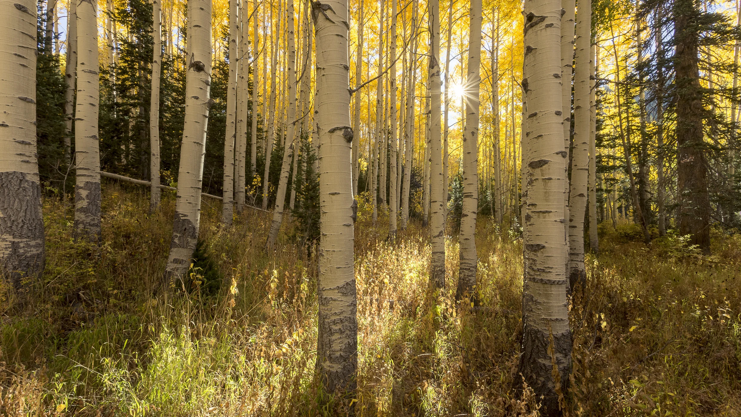 Under Aspen Canopies © Andrew Lockwood 2018