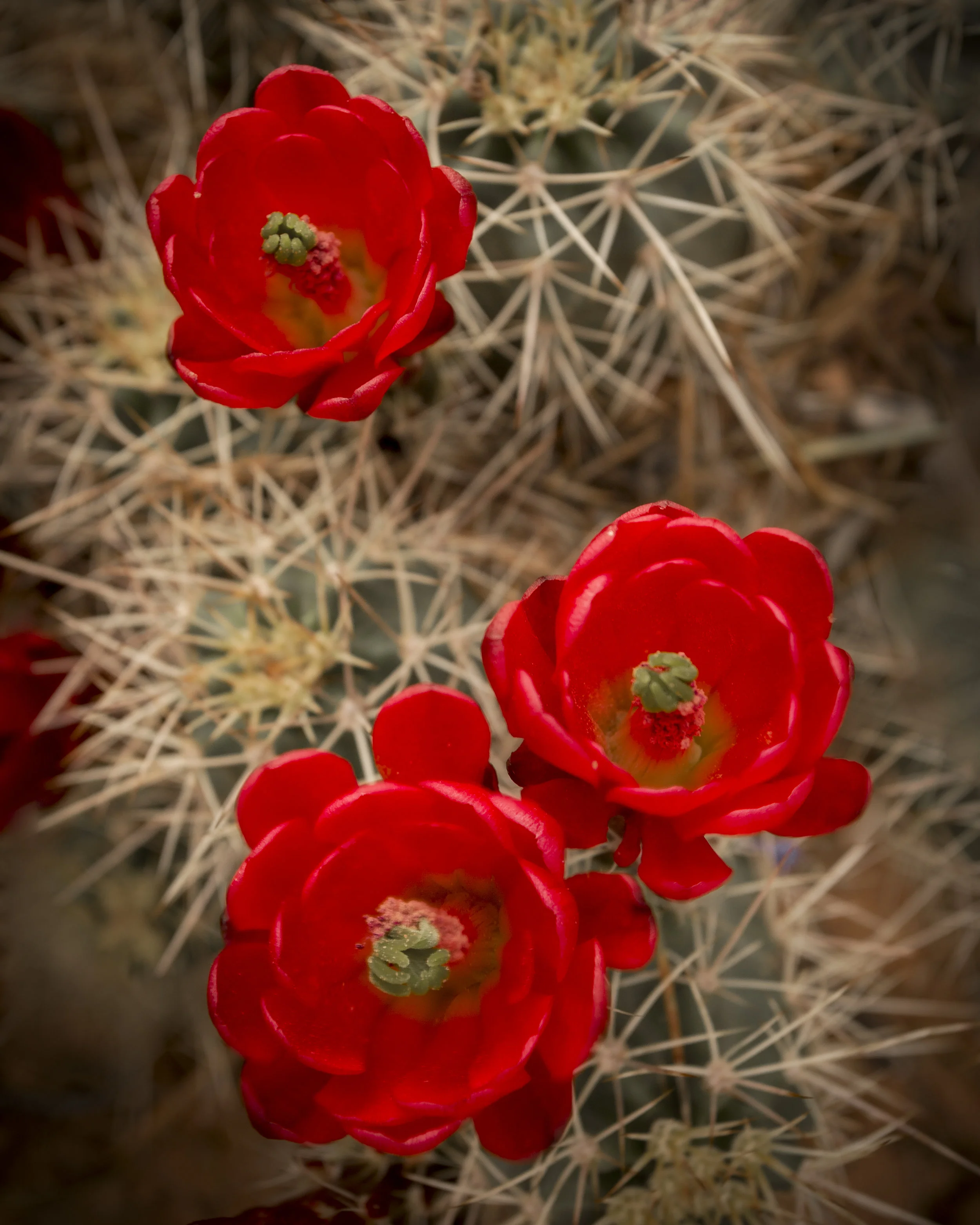 _MG_7979.jpg