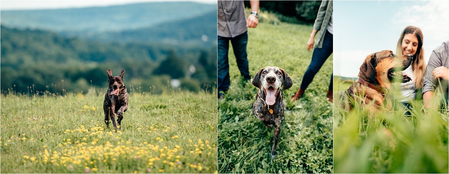 Starr_Dog-Portraiots_New-York_©ThePhotoFarm_0112.jpg