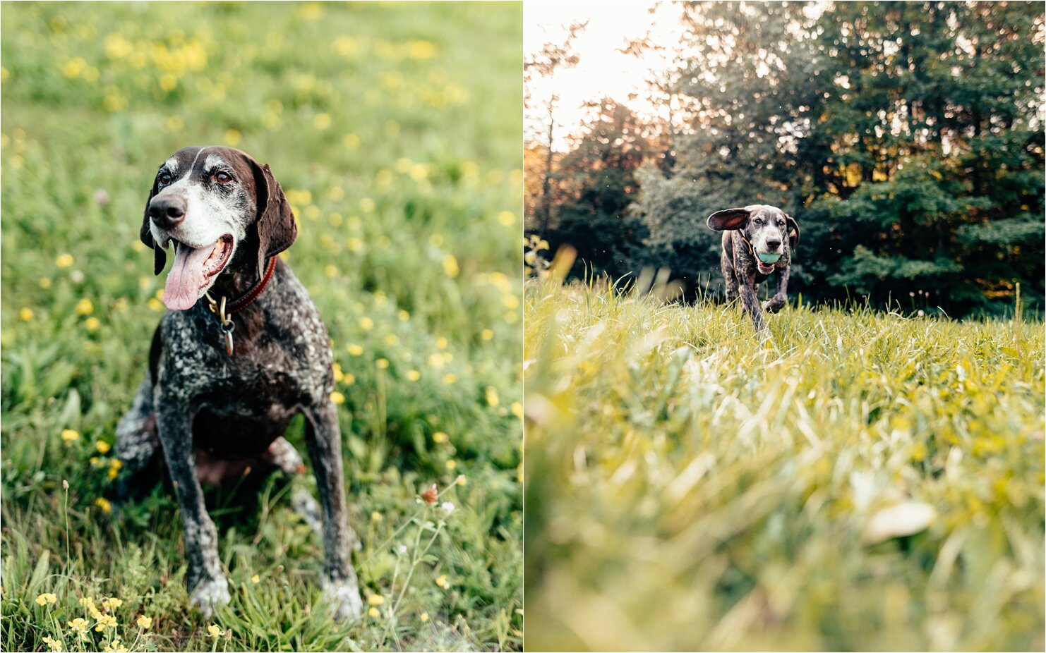 Starr_Dog-Portraiots_New-York_©ThePhotoFarm_0123.jpg