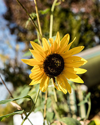 Sunflower