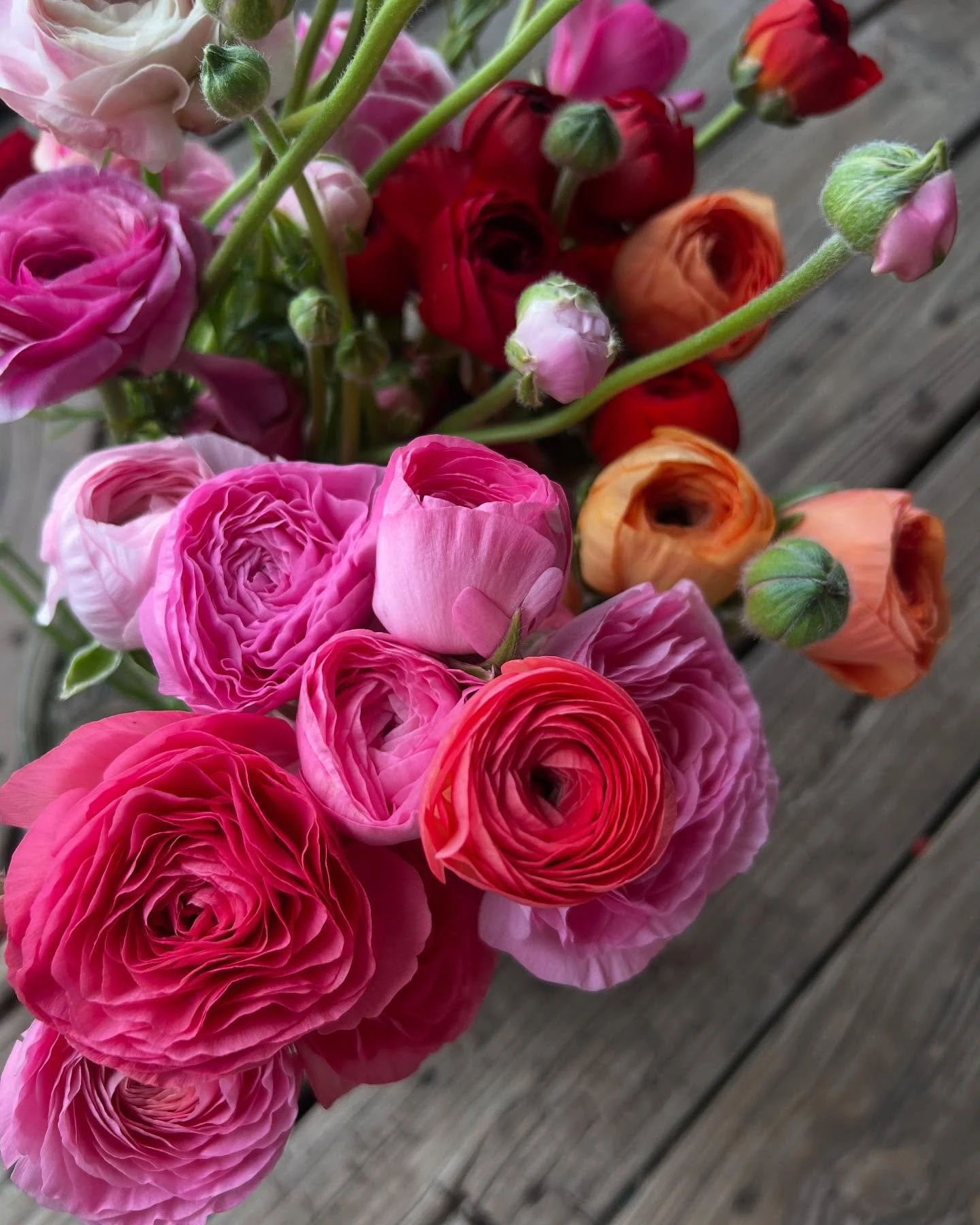 Some pretty blooms for your viewing pleasure