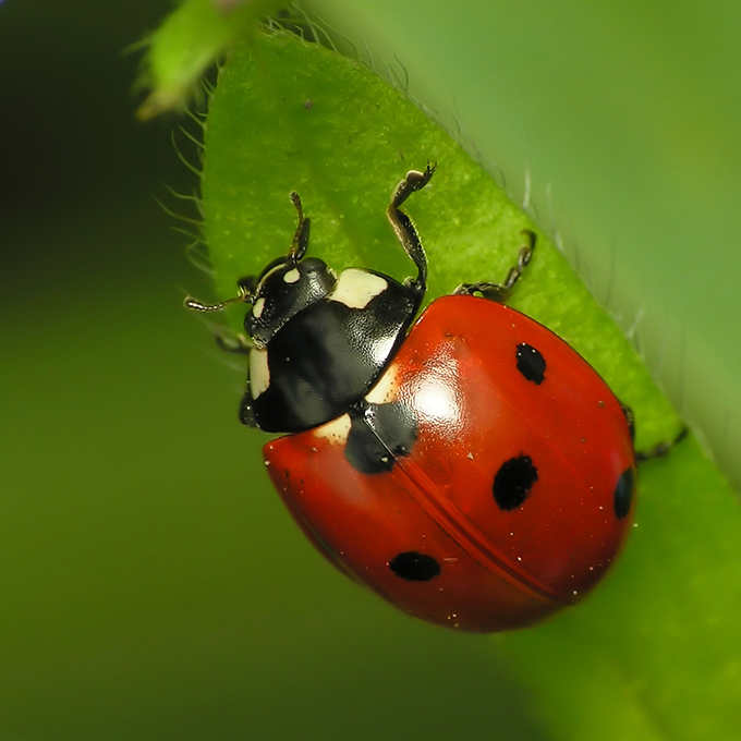 LadyBug.jpg