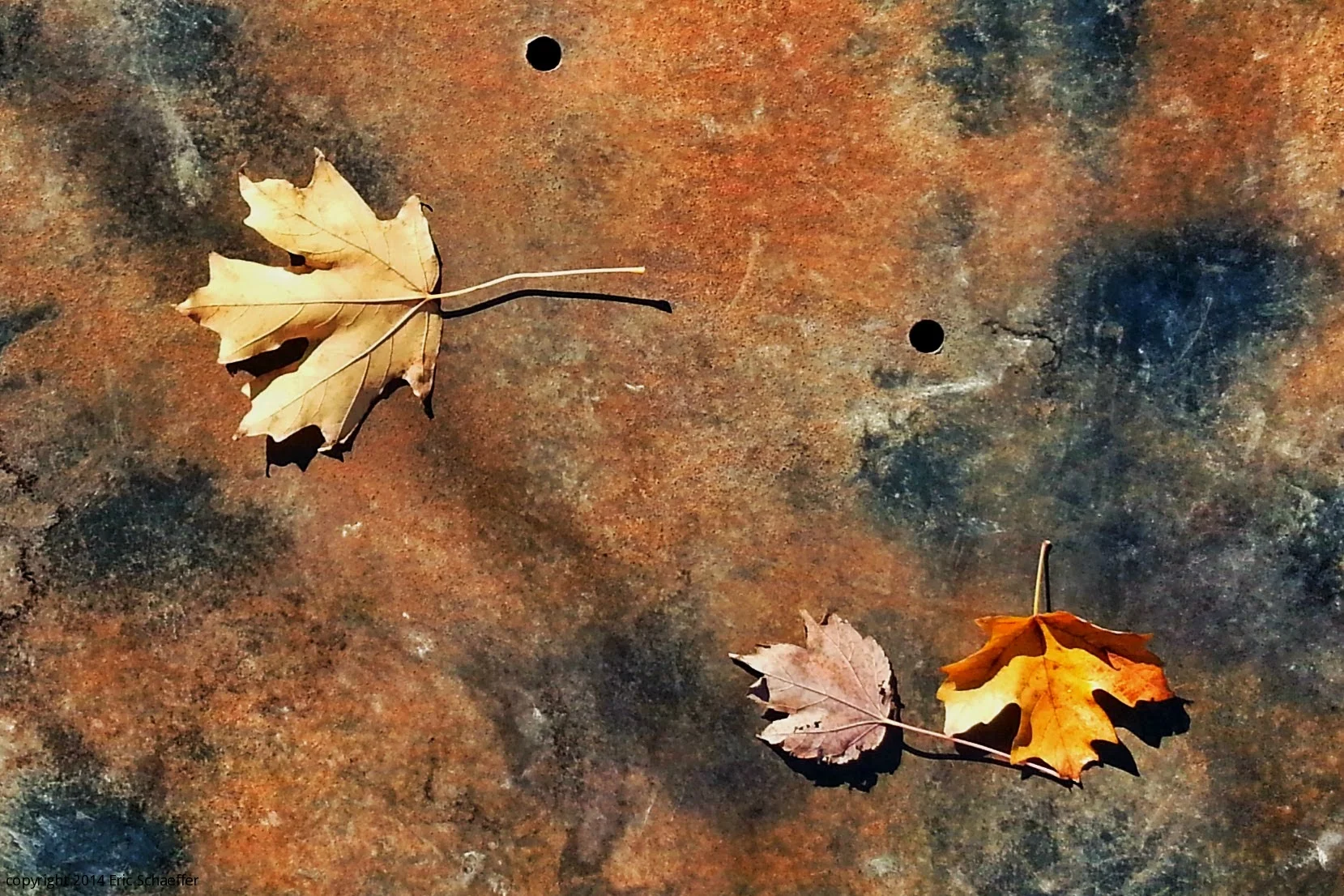 3leaves.jpg