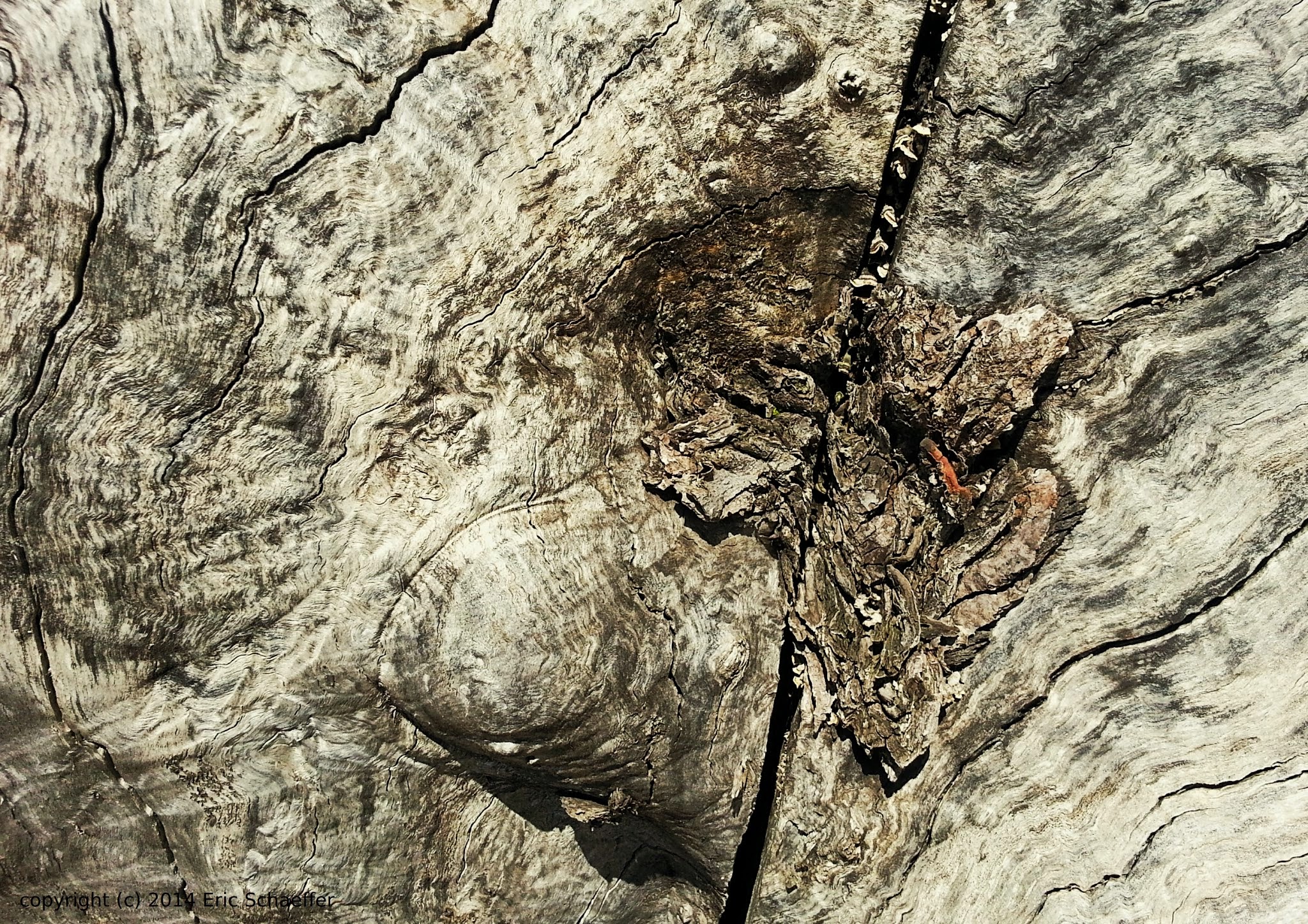 oldstump.jpg