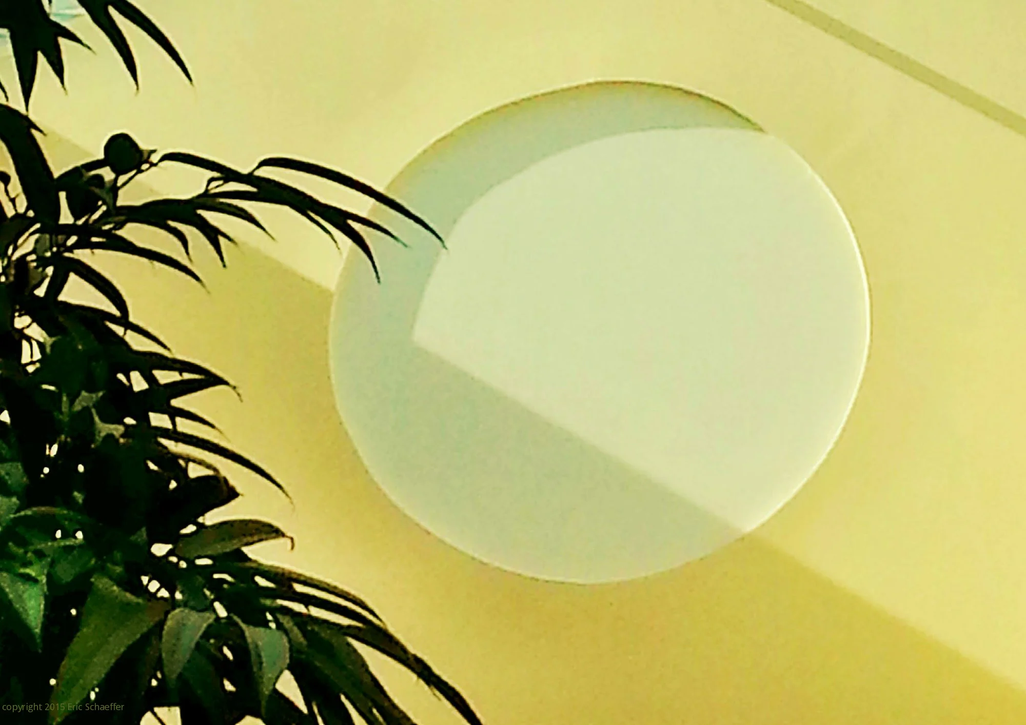 moonplant.jpg