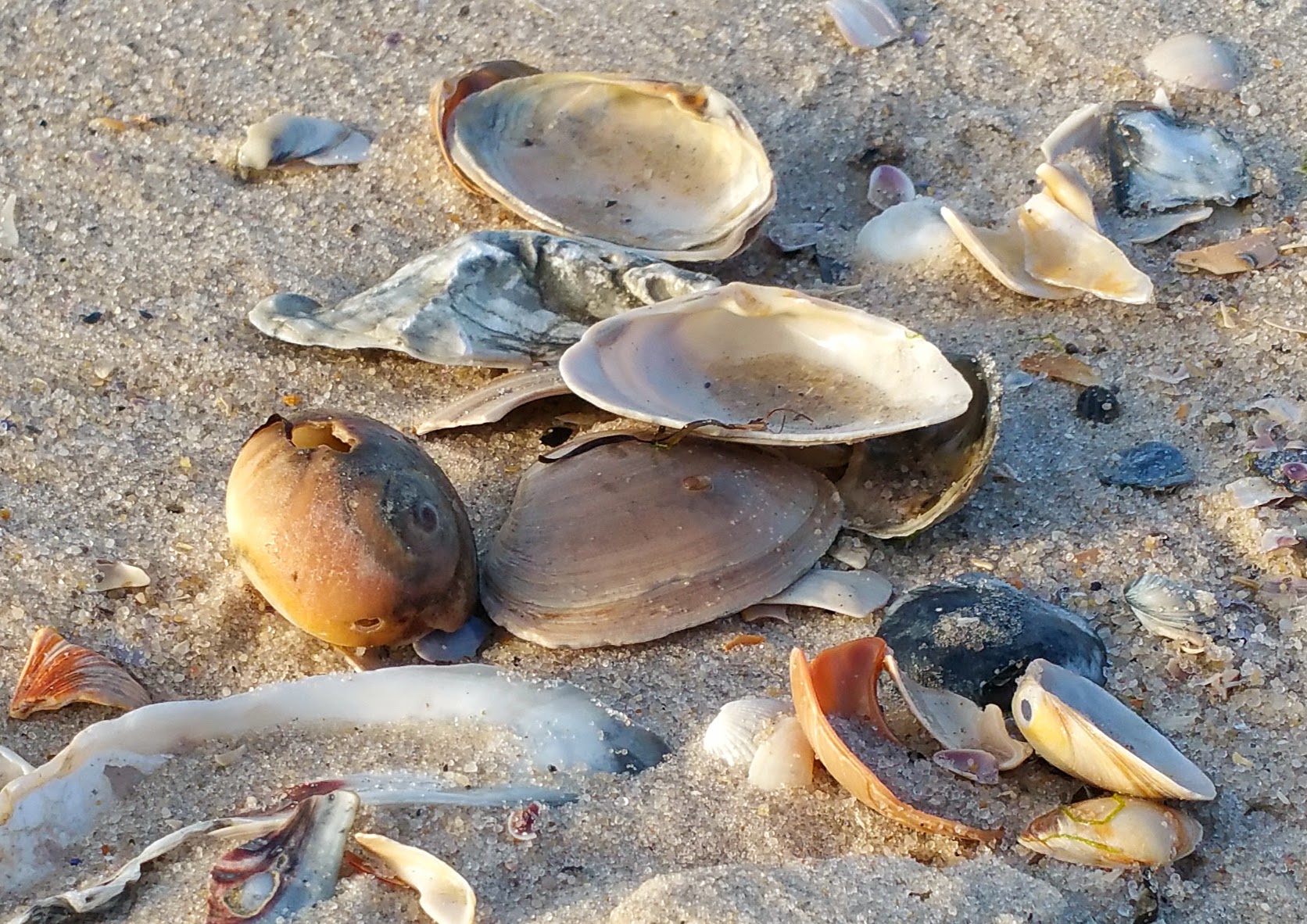 Shells