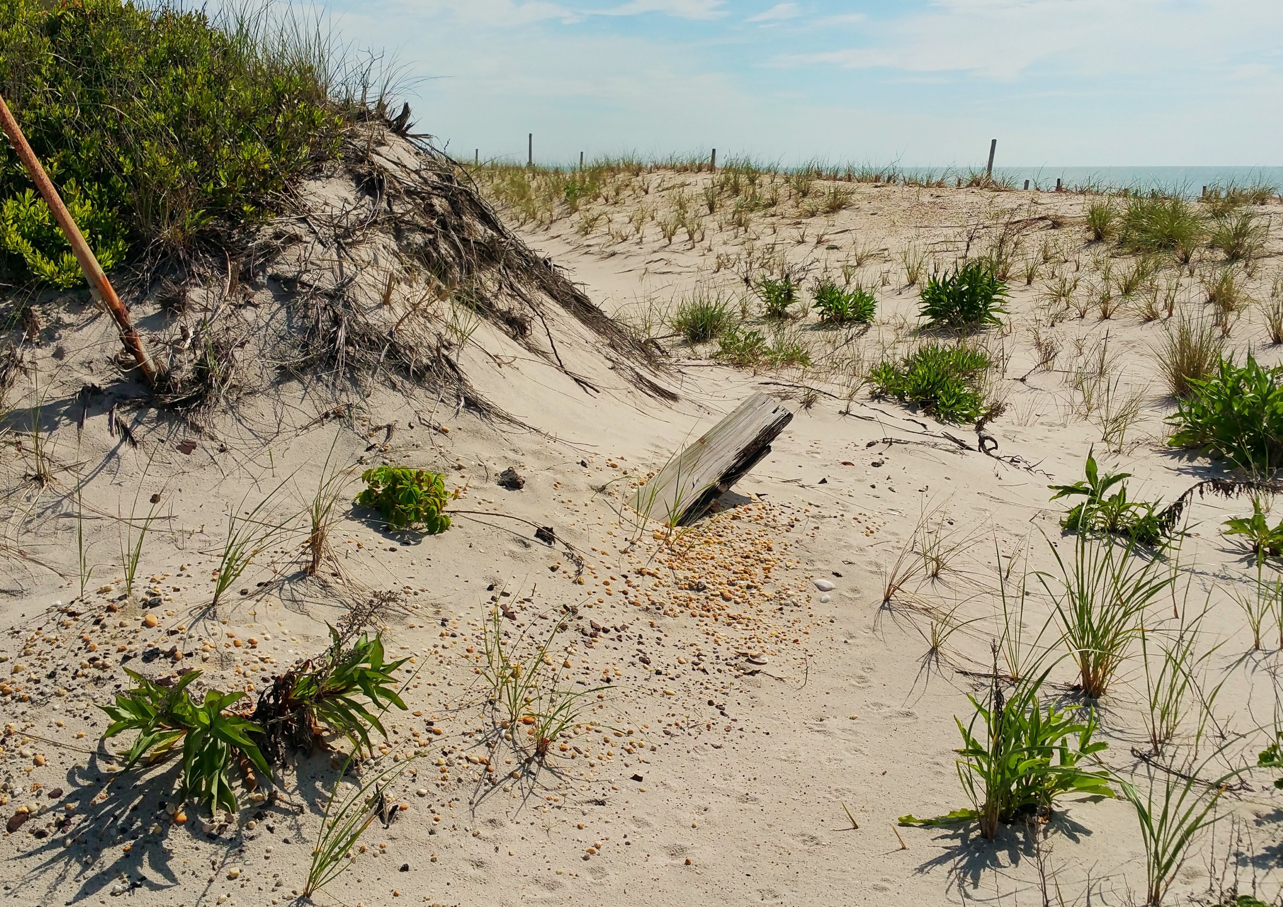 board-in-sand.jpg