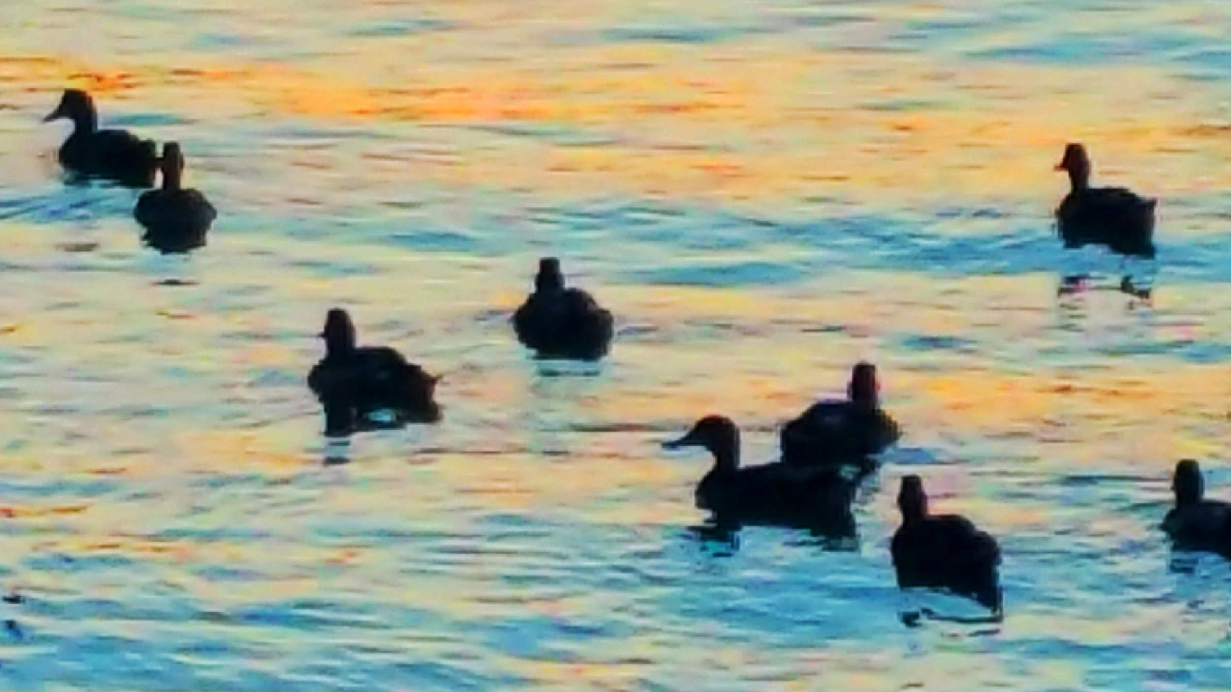Nine Ducks