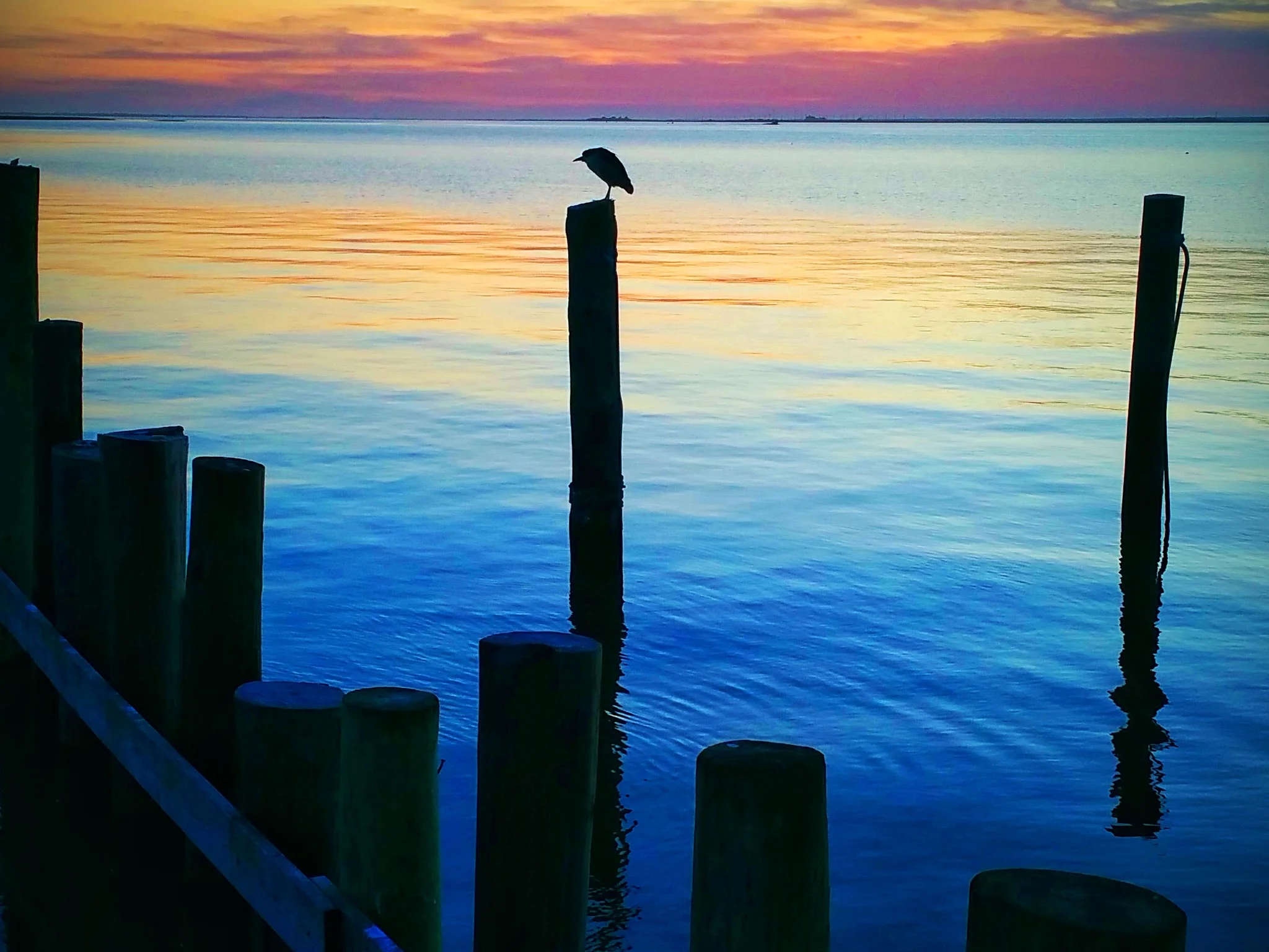 evening-bird.jpg