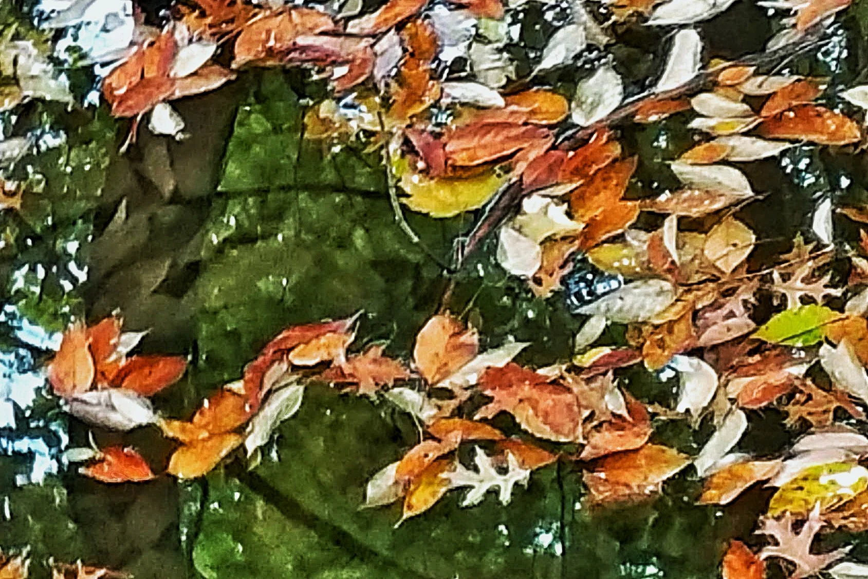 Floating Leaves
