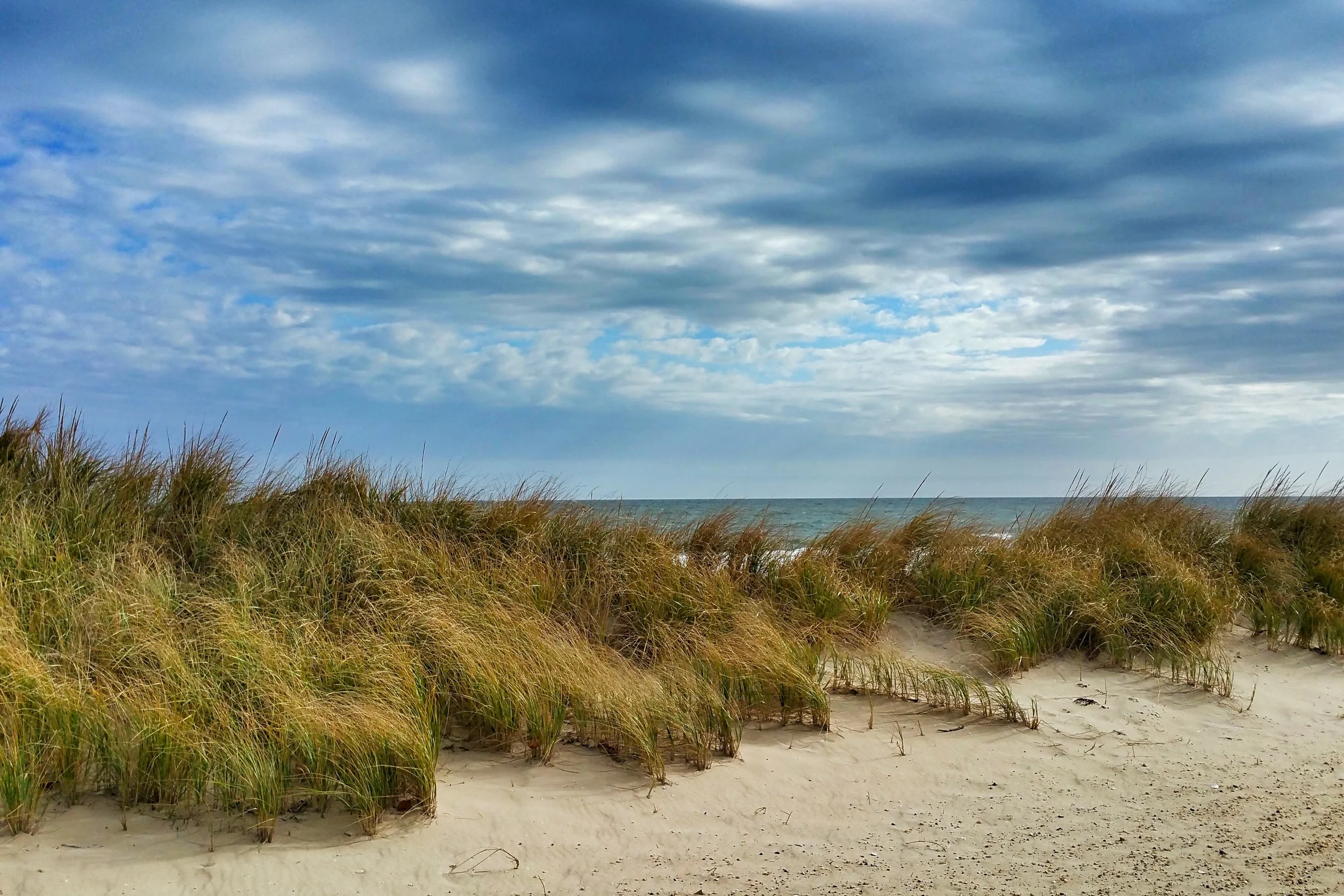 windy-grass.jpg