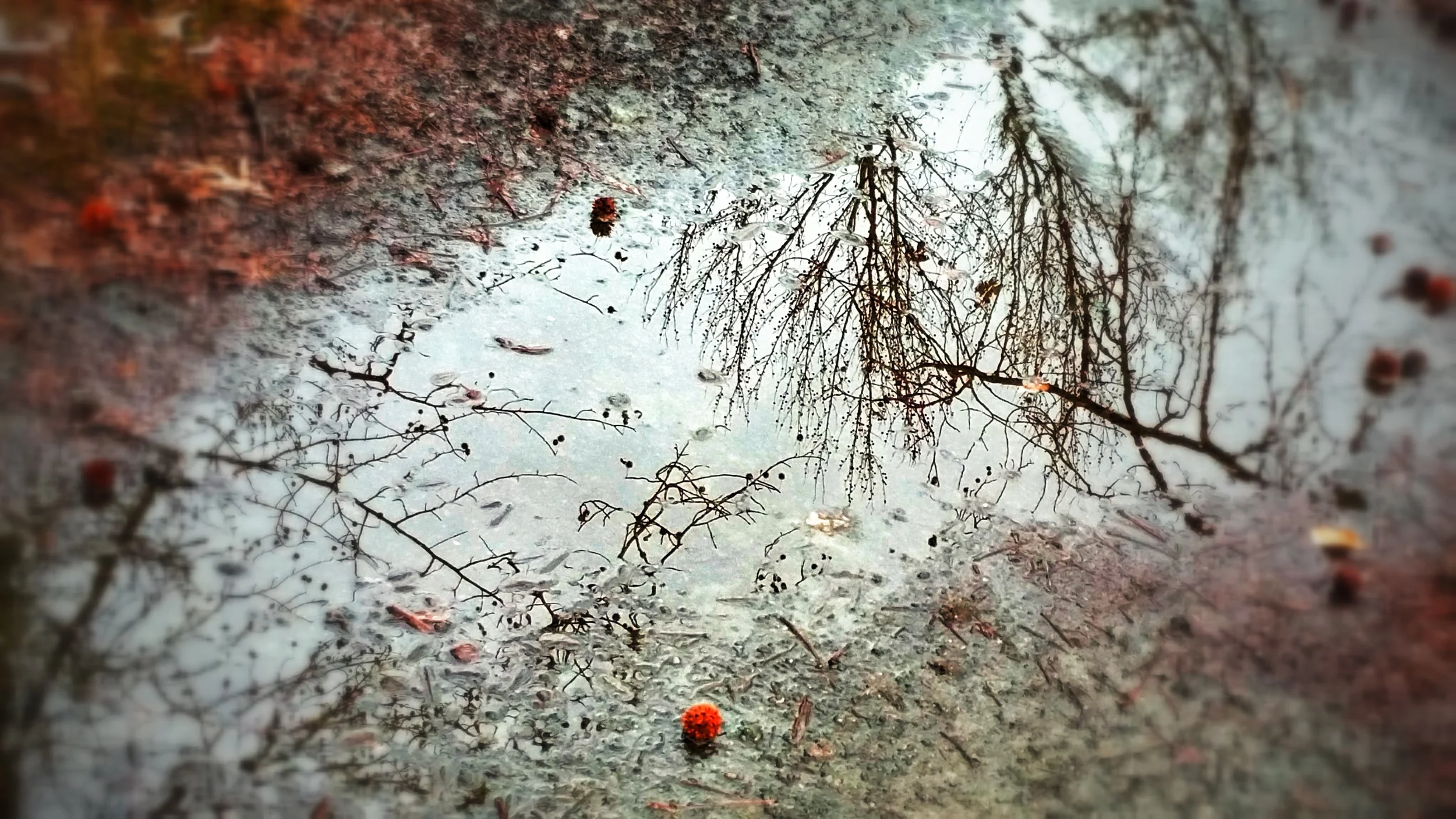 December Reflection