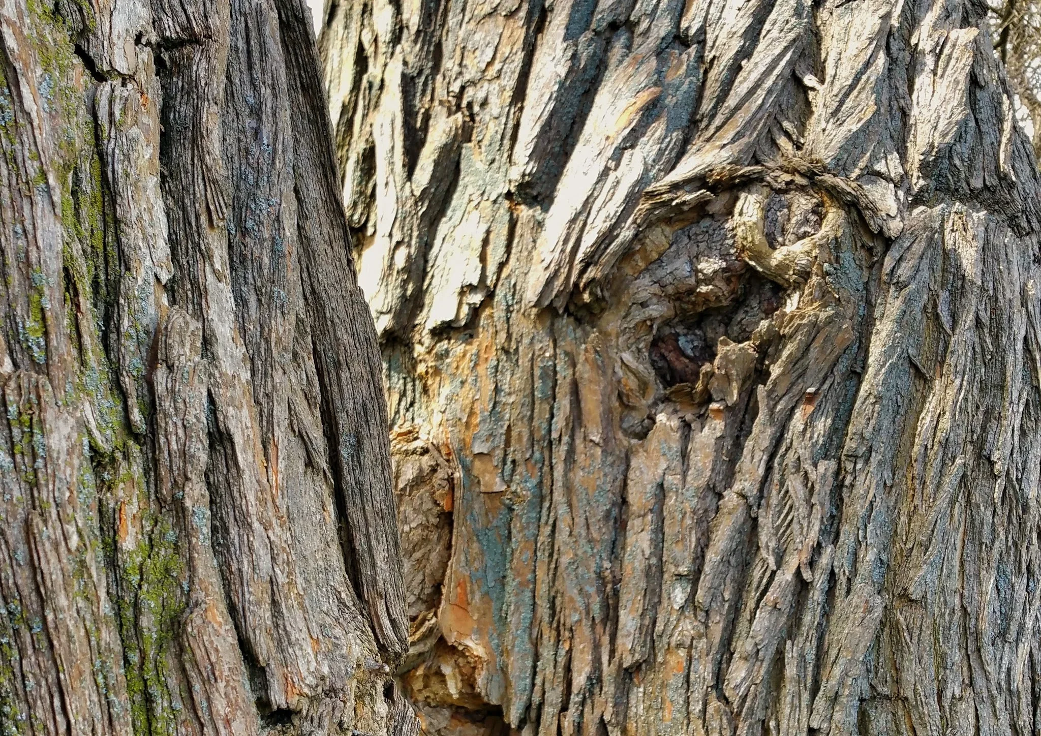roughbark.webp