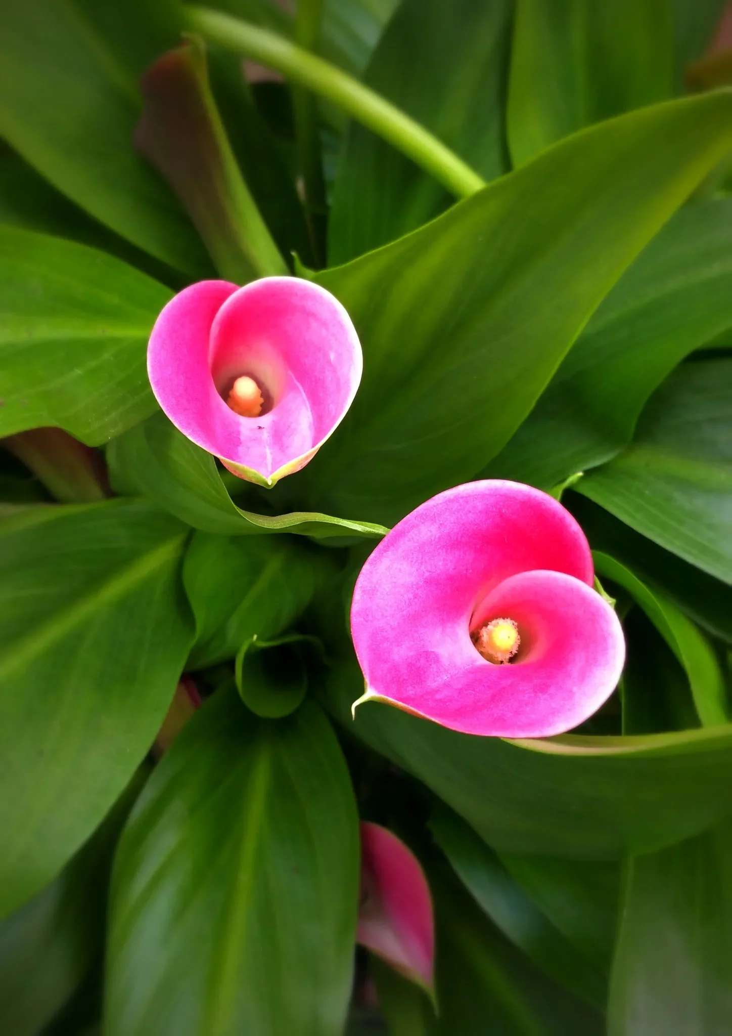 pinkcalla.webp