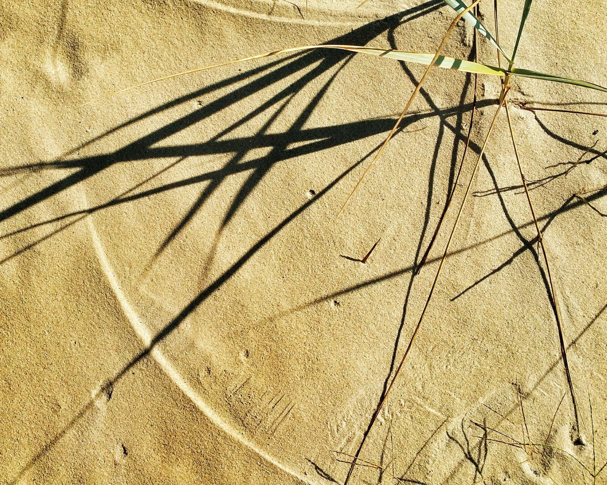 sand-stalk.jpg
