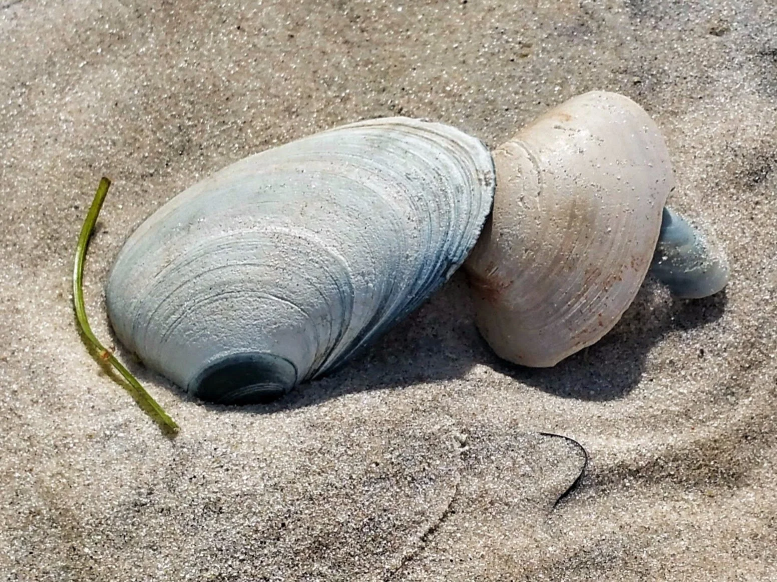 2shells-3x2.jpg