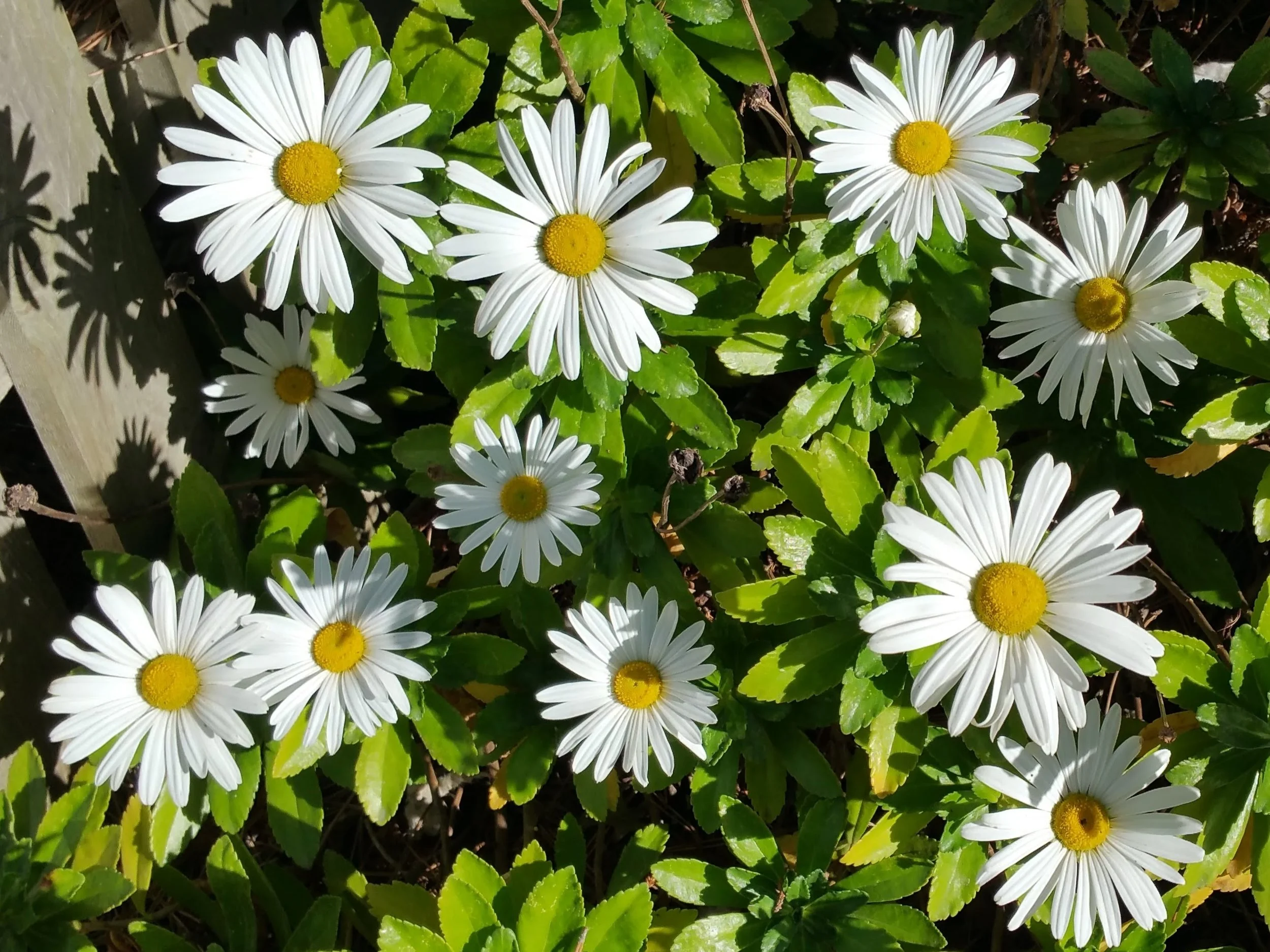 daisy1-3x4.jpg