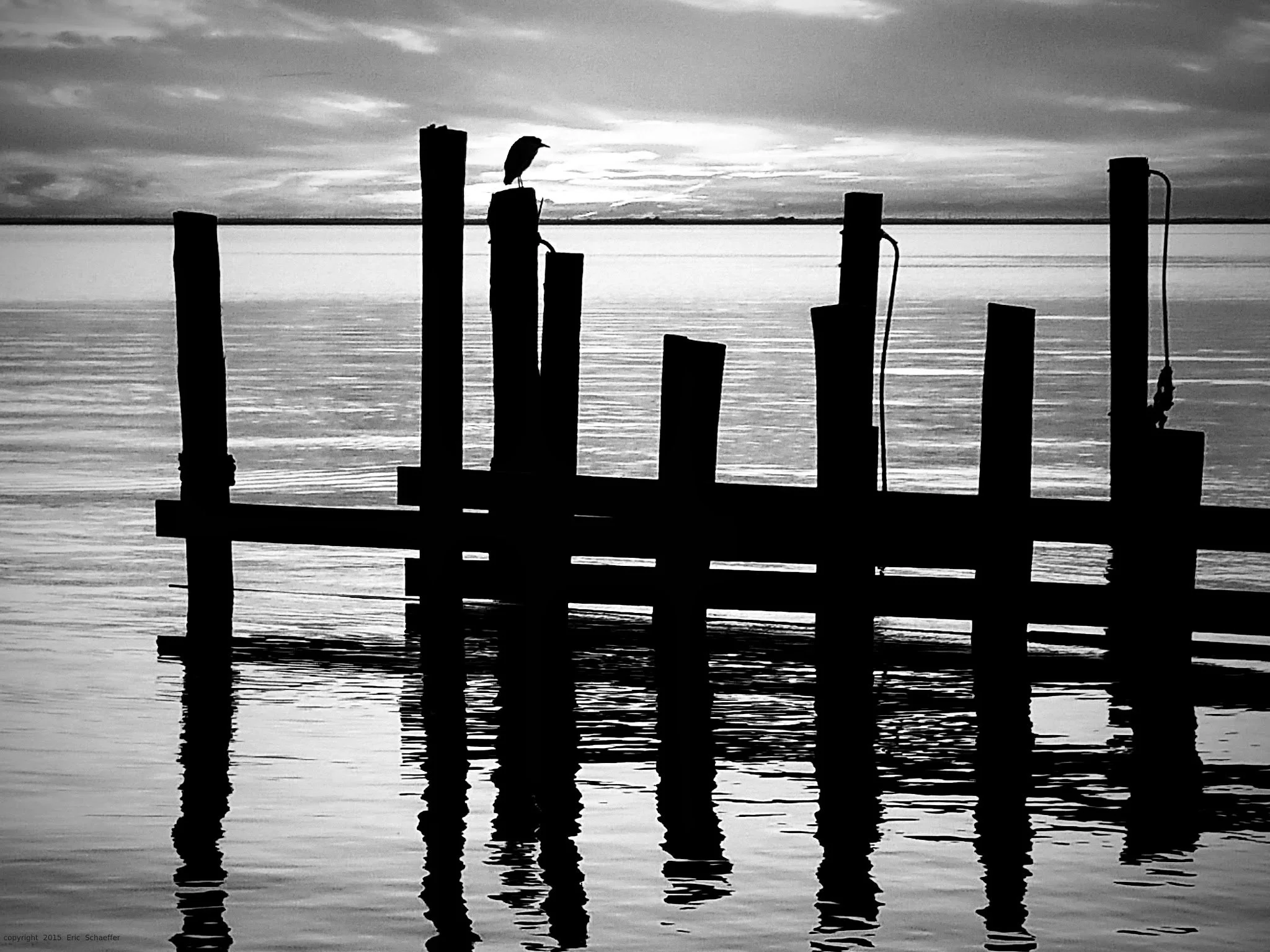 bird-in-black-c.jpg