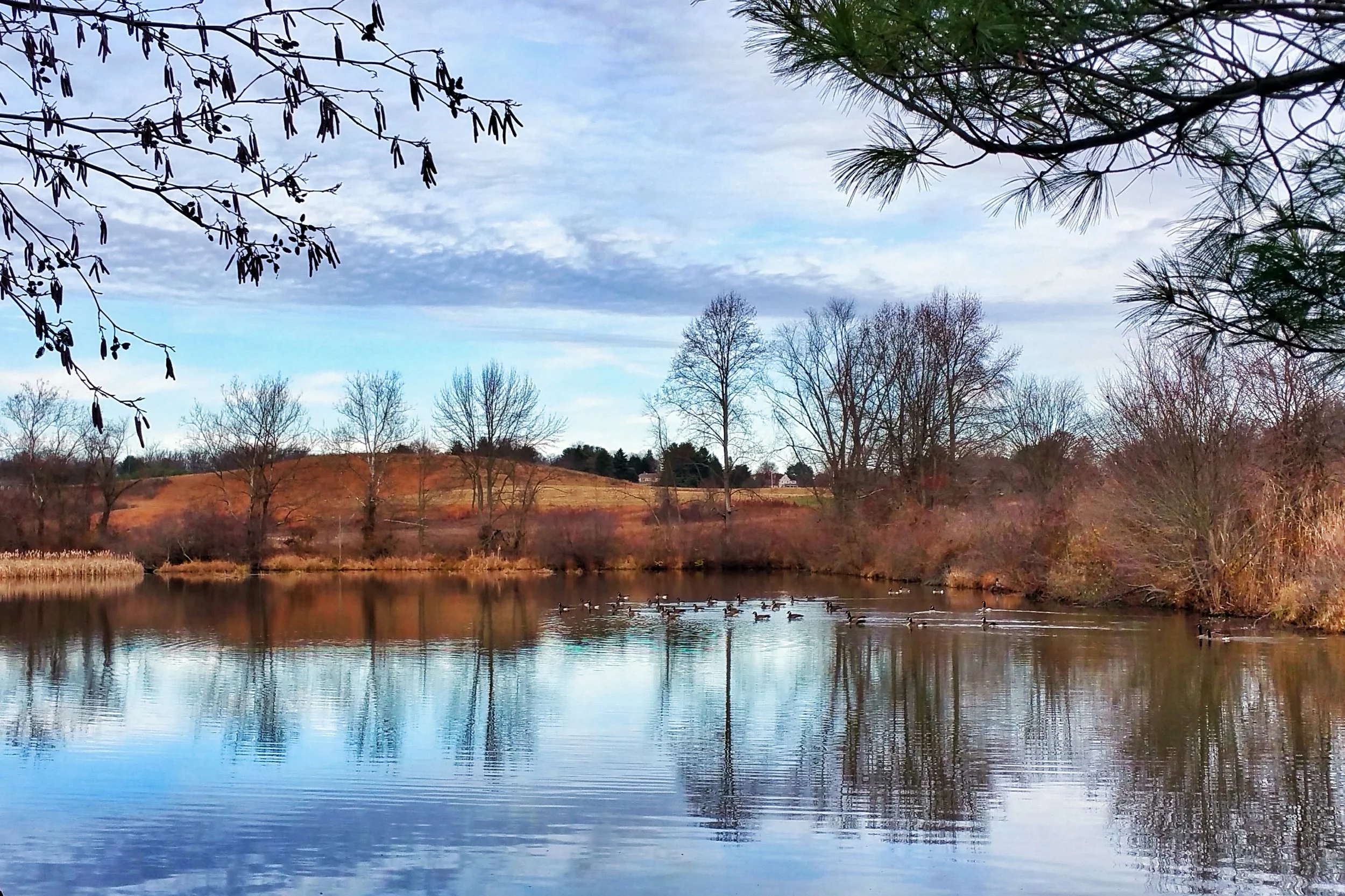 pond-1.jpg