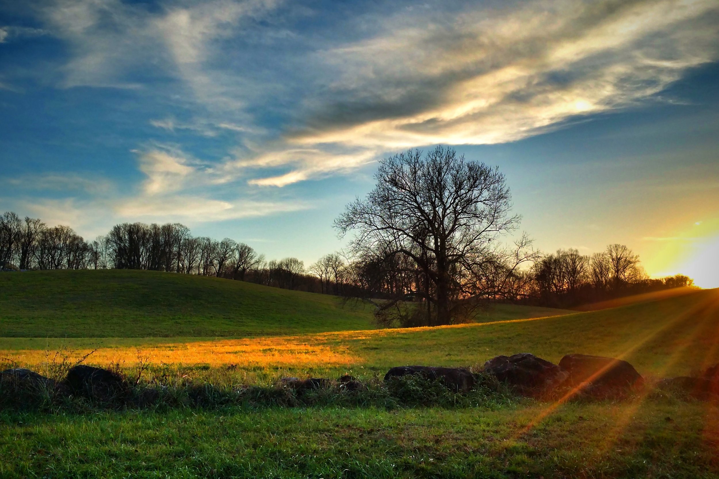 sunset-tree.jpg