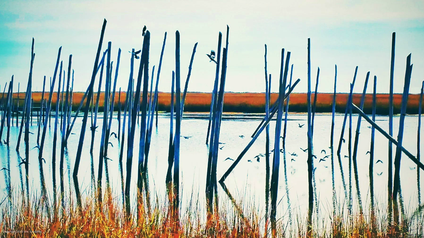 marsh-birds-e-c.jpg
