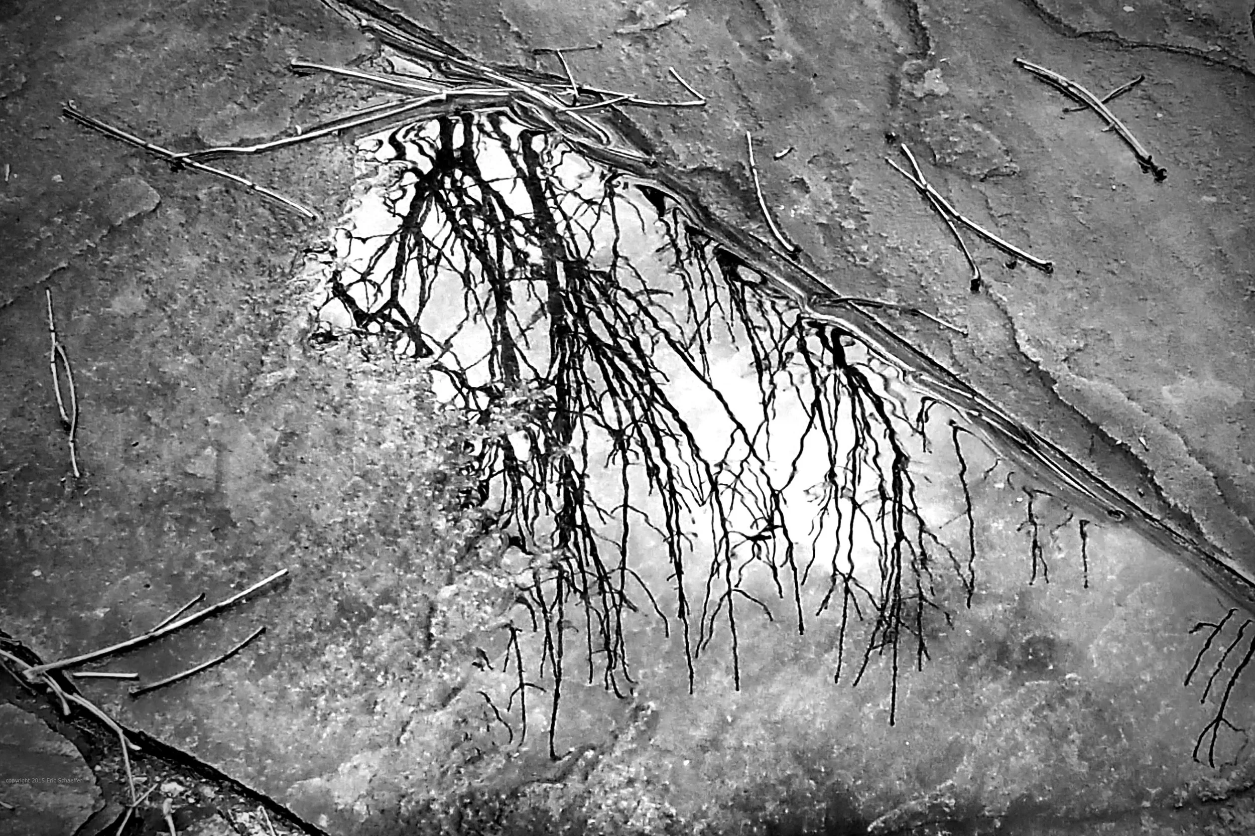 branch-reflection-c.jpg