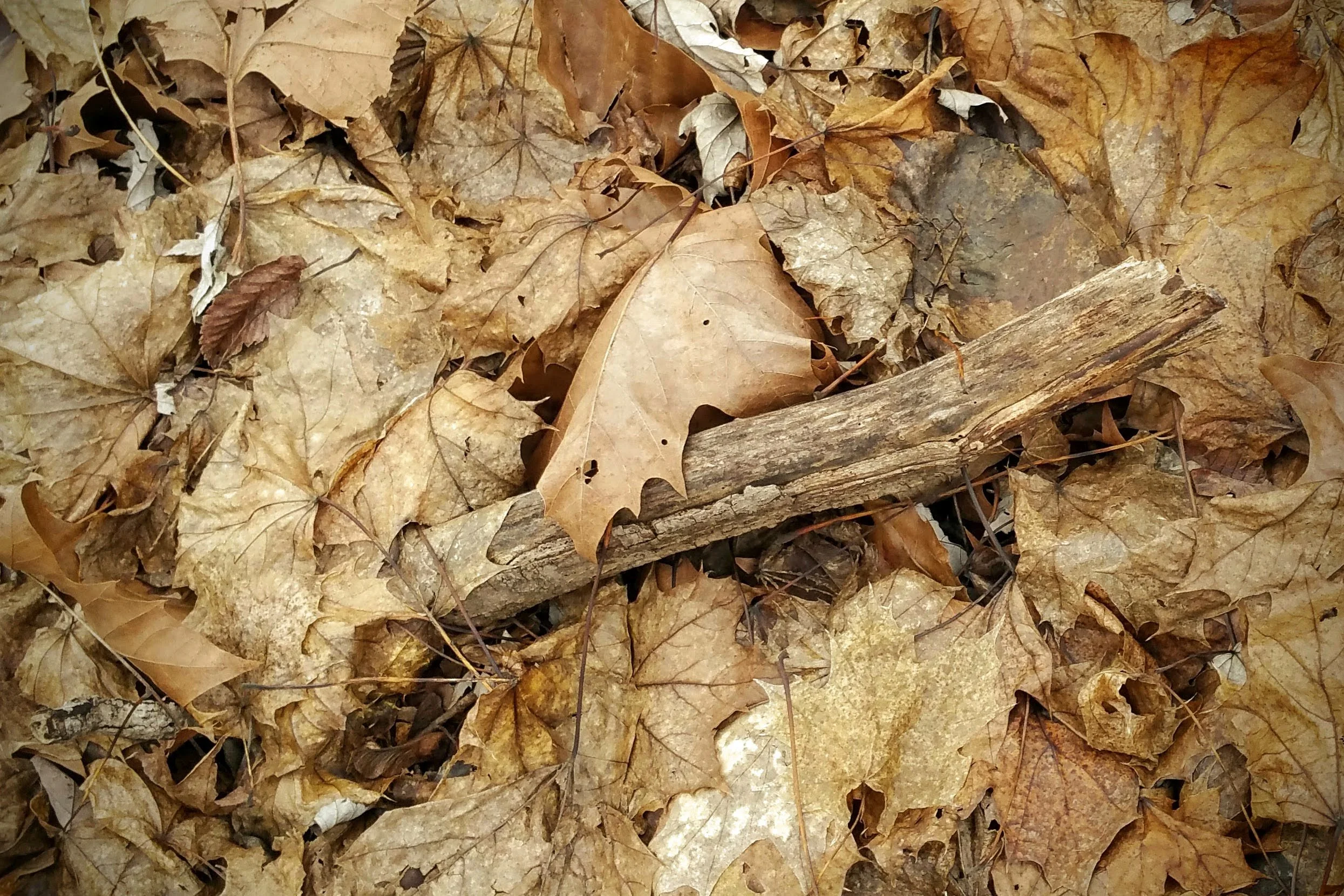 leaf-branch-2.jpg