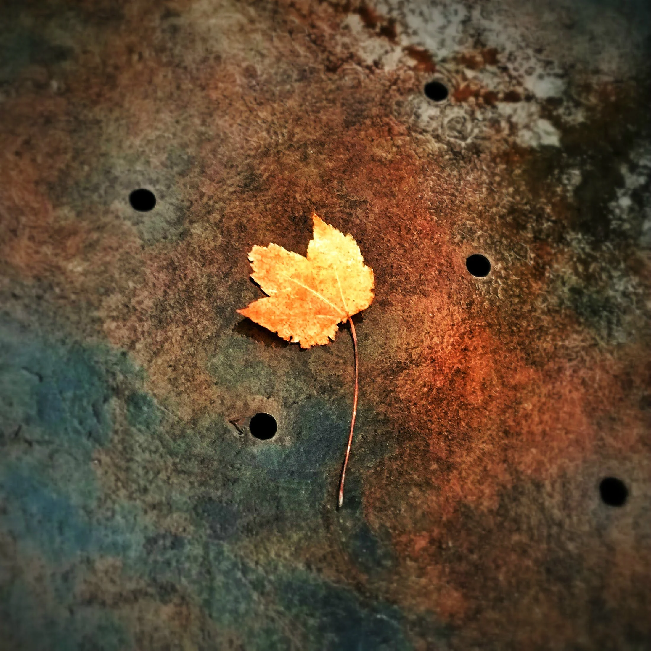 leaf-e2.jpg